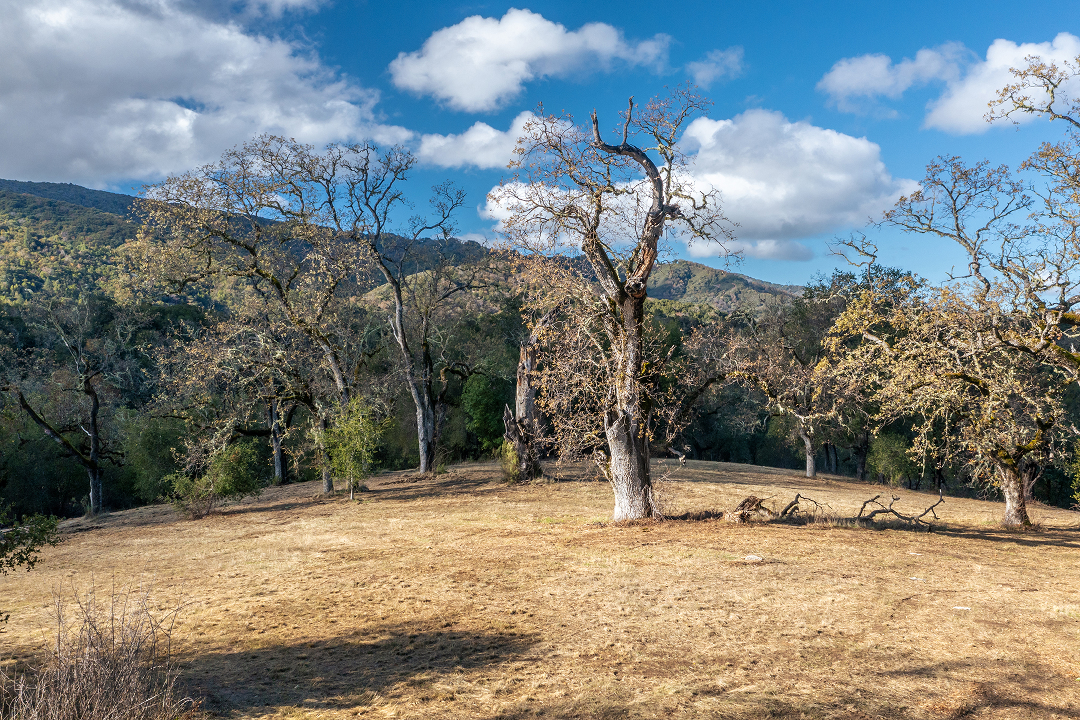  37 Arroyo Sequoia (Lot 113) - 物件實景
