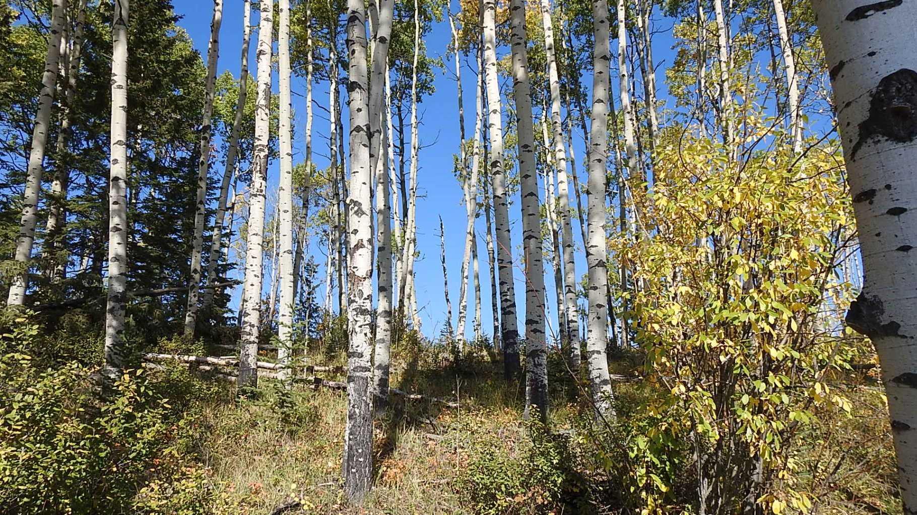 RURAL FOOTHILLS COUNTY, Alberta, T0L 1K0, CA, ,Residential,For Sale,1836944