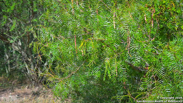 Nixon, Texas, 78140, United States, ,Residential,For Sale,1988320