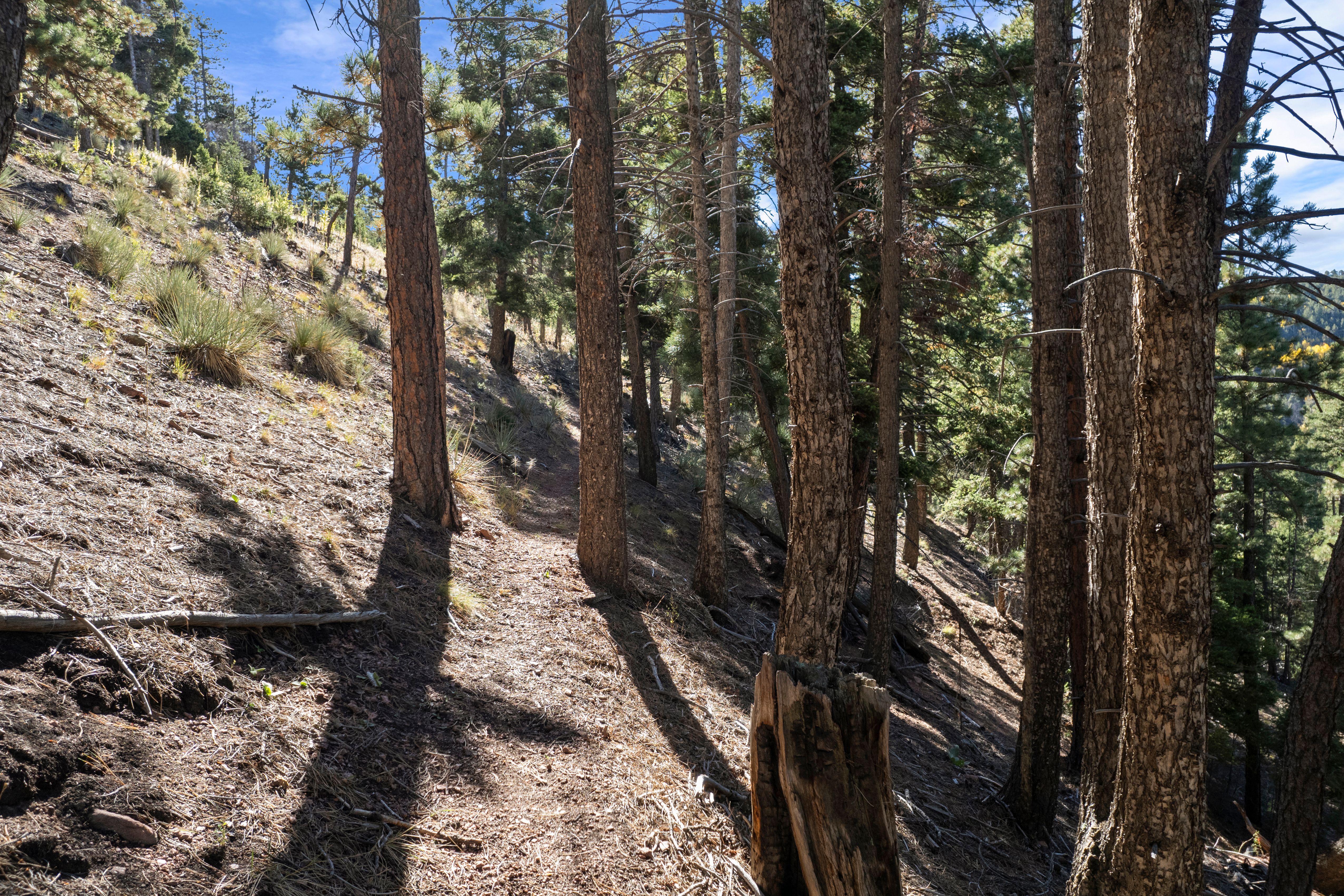 Nestled in the serene Woodmoor Mountain - 物件實景