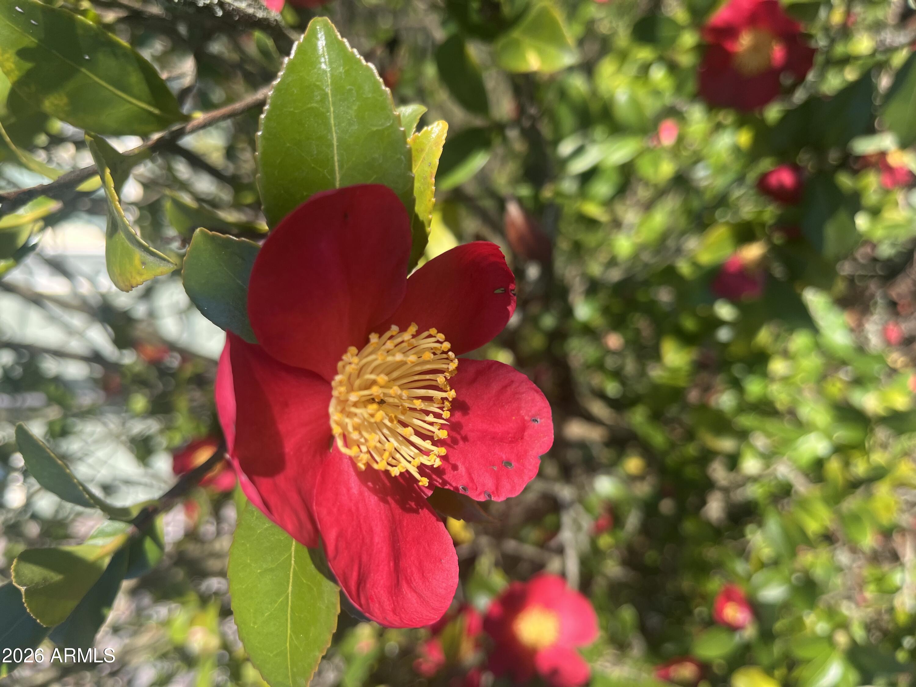  1121 W Aster Drive  Phoenix, AZ - 物件實景