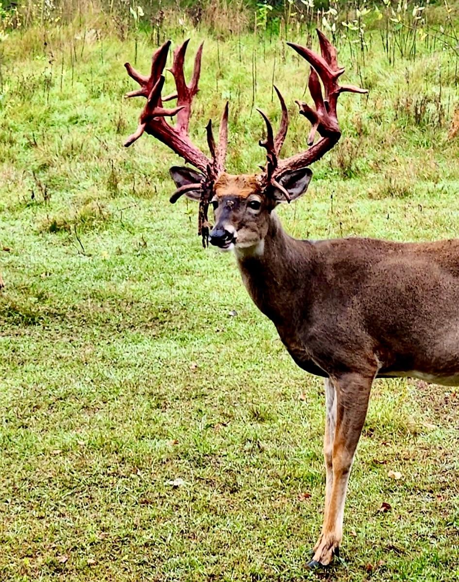 Lake Tomahawk, Wisconsin, 54487, United States, ,Residential,For Sale,1973874