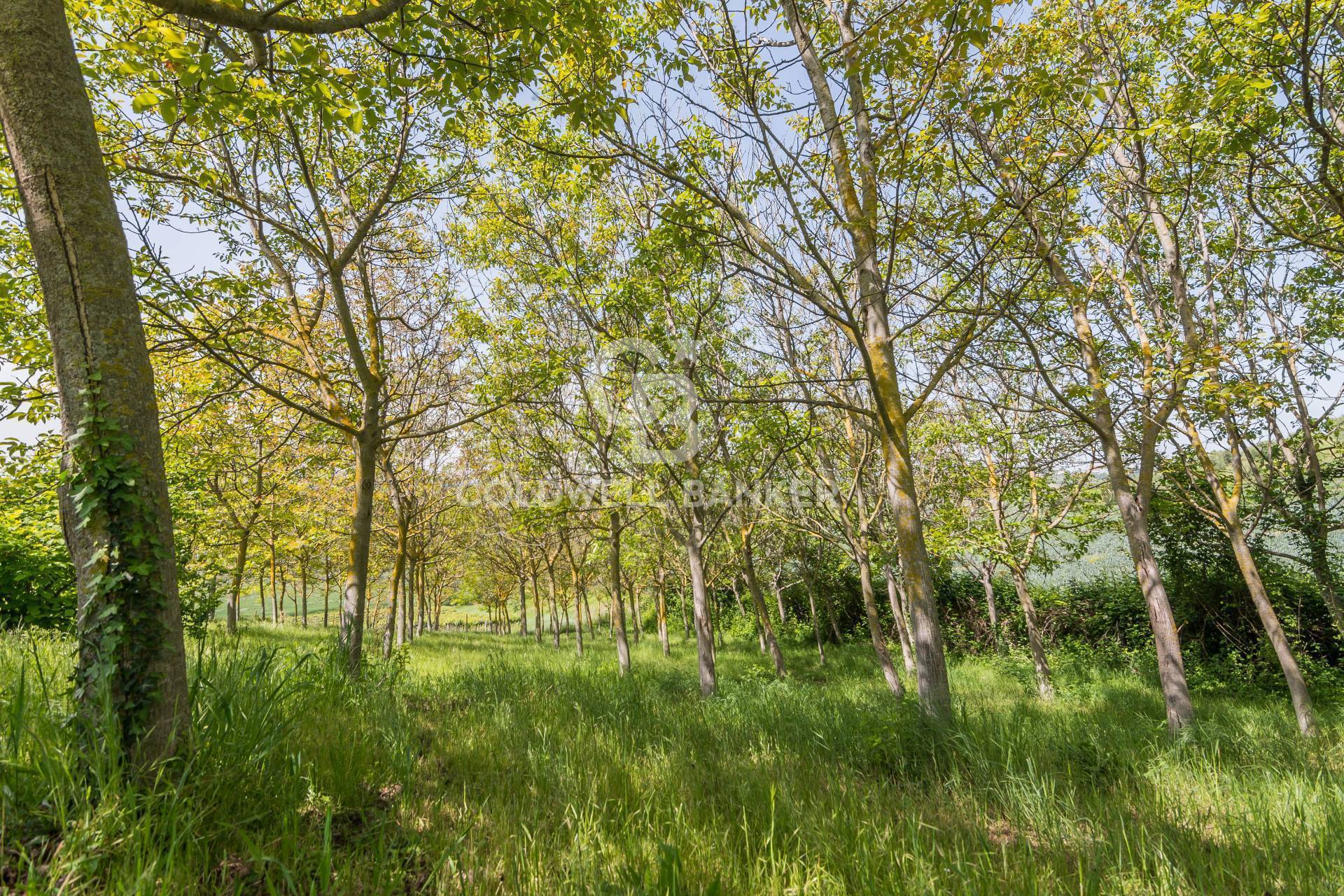 via giardino, San Clemente, Rimini, 47040, IT, 5 Bedrooms Bedrooms, ,3 BathroomsBathrooms,Residential,For Sale,via giardino,1522427