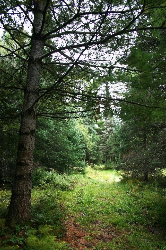 Butternut, Wisconsin, 54514, United States, ,Residential,For Sale,1921385