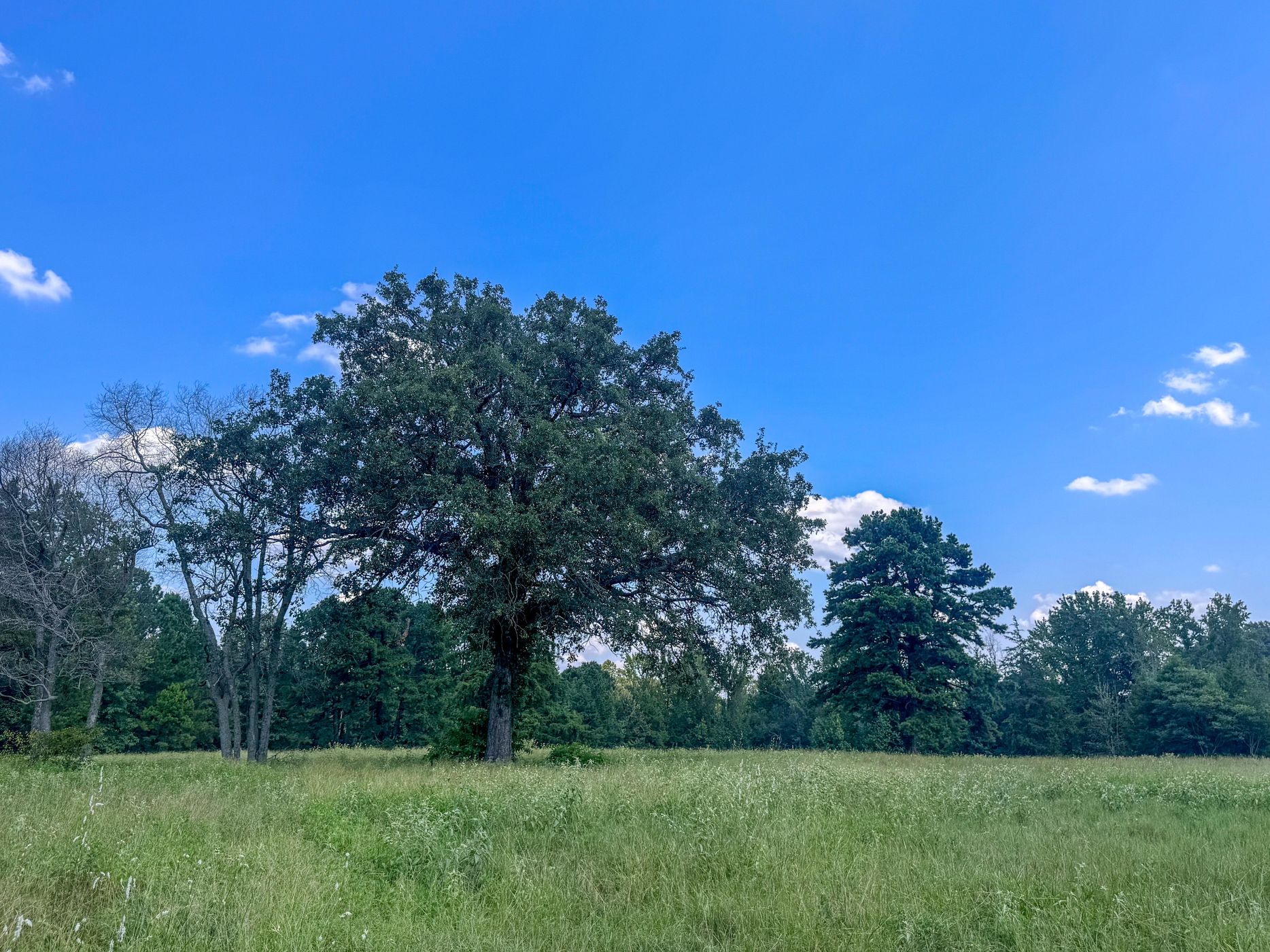 Douglassville, Texas, 75560, United States, 4 Bedrooms Bedrooms, ,3 BathroomsBathrooms,Residential,For Sale,1914297