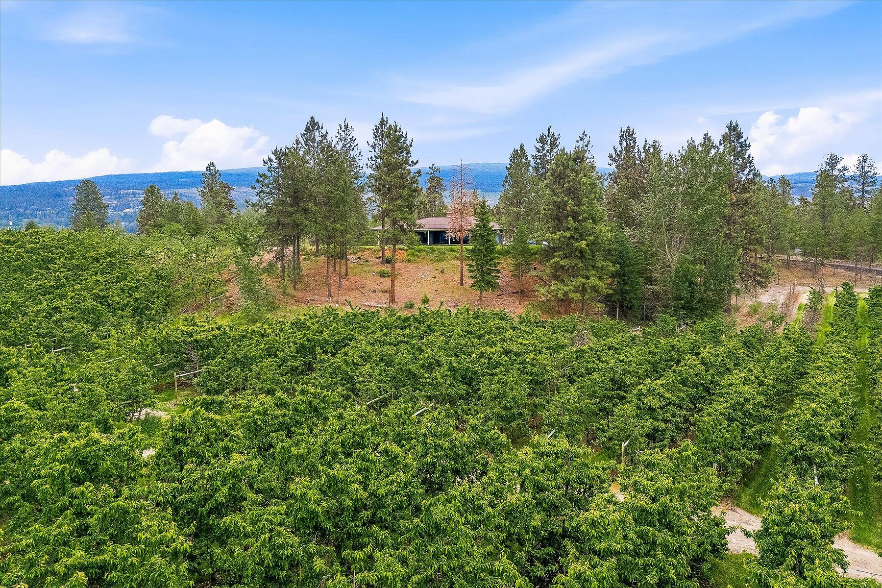  12.81 Acre Orchard - 物件實景