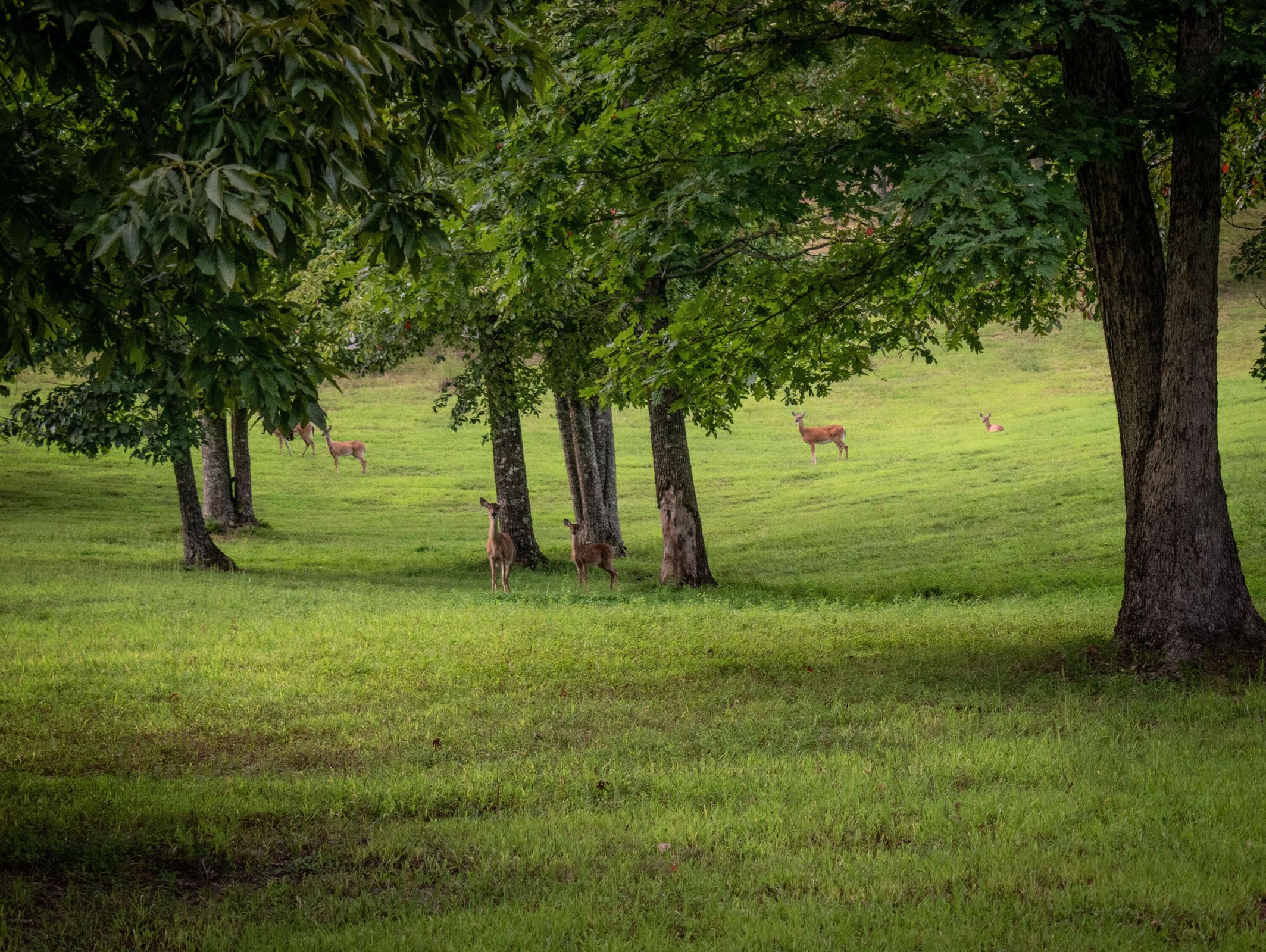 Dunlap, Tennessee, 37327, United States, 3 Bedrooms Bedrooms, ,3 BathroomsBathrooms,Residential,For Sale,1976318
