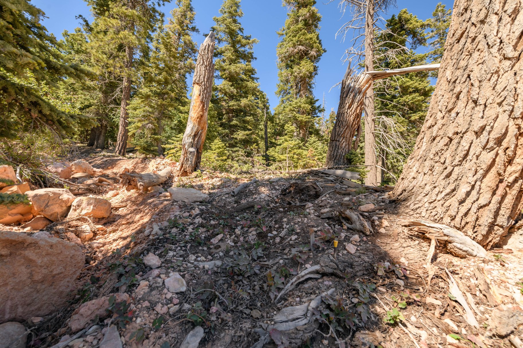  Quiet Mountain Retreat Near Navajo Lake - 物件實景