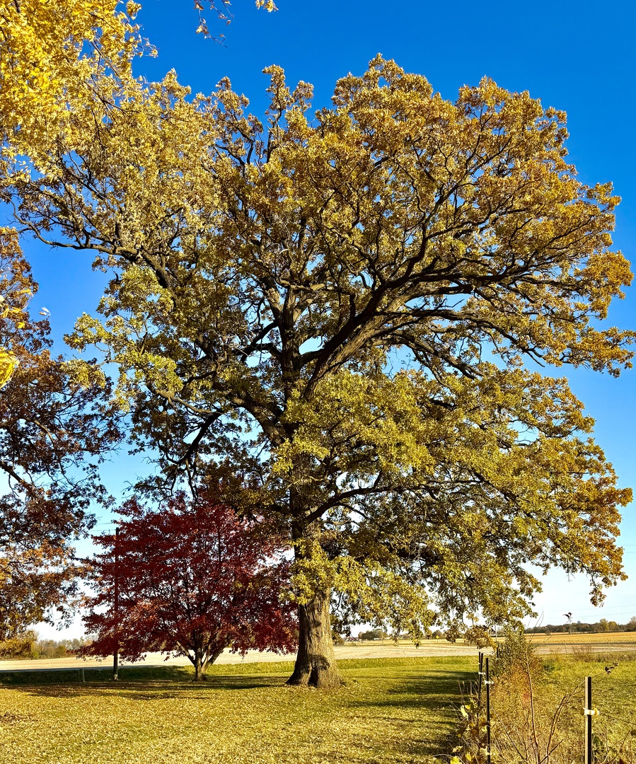 Sycamore, Illinois, 60178, United States, 4 Bedrooms Bedrooms, ,3 BathroomsBathrooms,Residential,For Sale,1988163