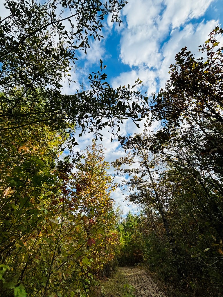 Abbeville, Georgia, 31001, United States, ,Land,For Sale,1975130