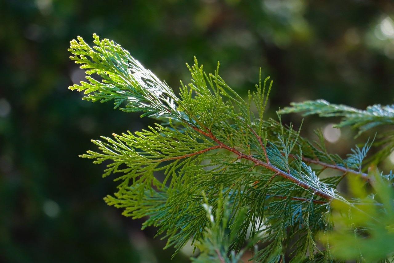 Yosemite West, California, 95389, United States, ,Residential,For Sale,1855046