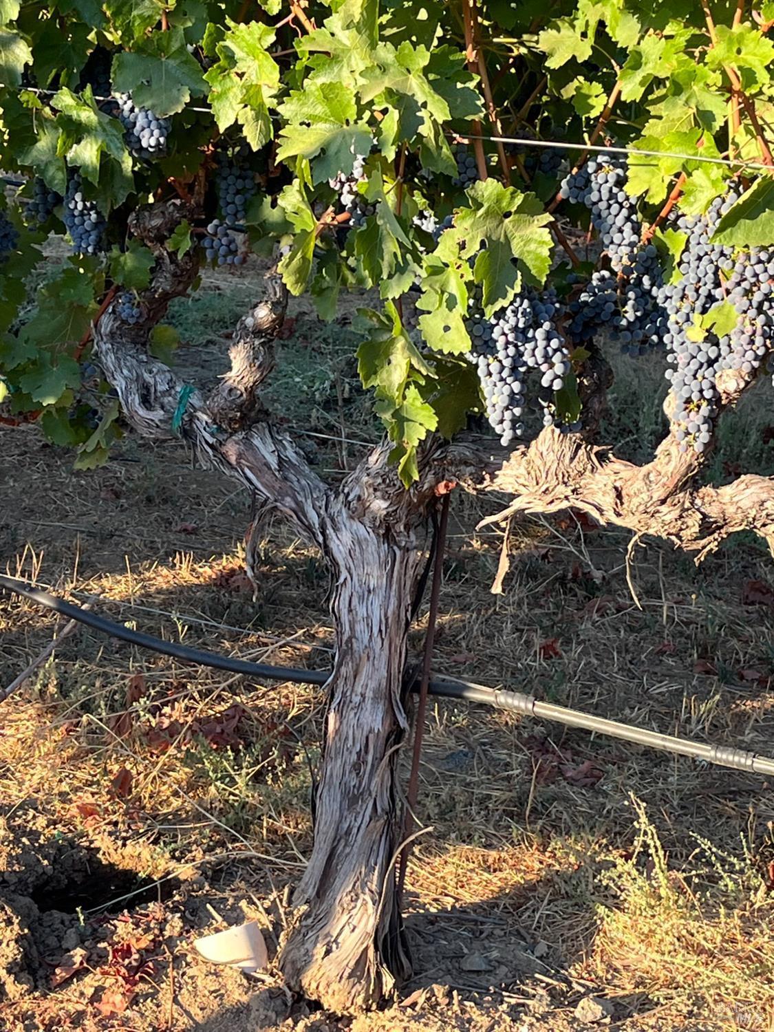 Napa, California, 94558, United States, 3 Bedrooms Bedrooms, ,3 BathroomsBathrooms,Residential,For Sale,1991897