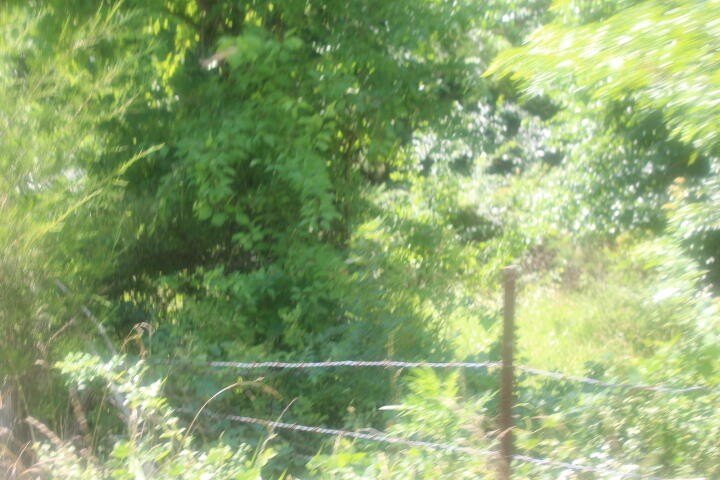 Polk, Missouri, 65727, United States, ,Land,For Sale,1980569