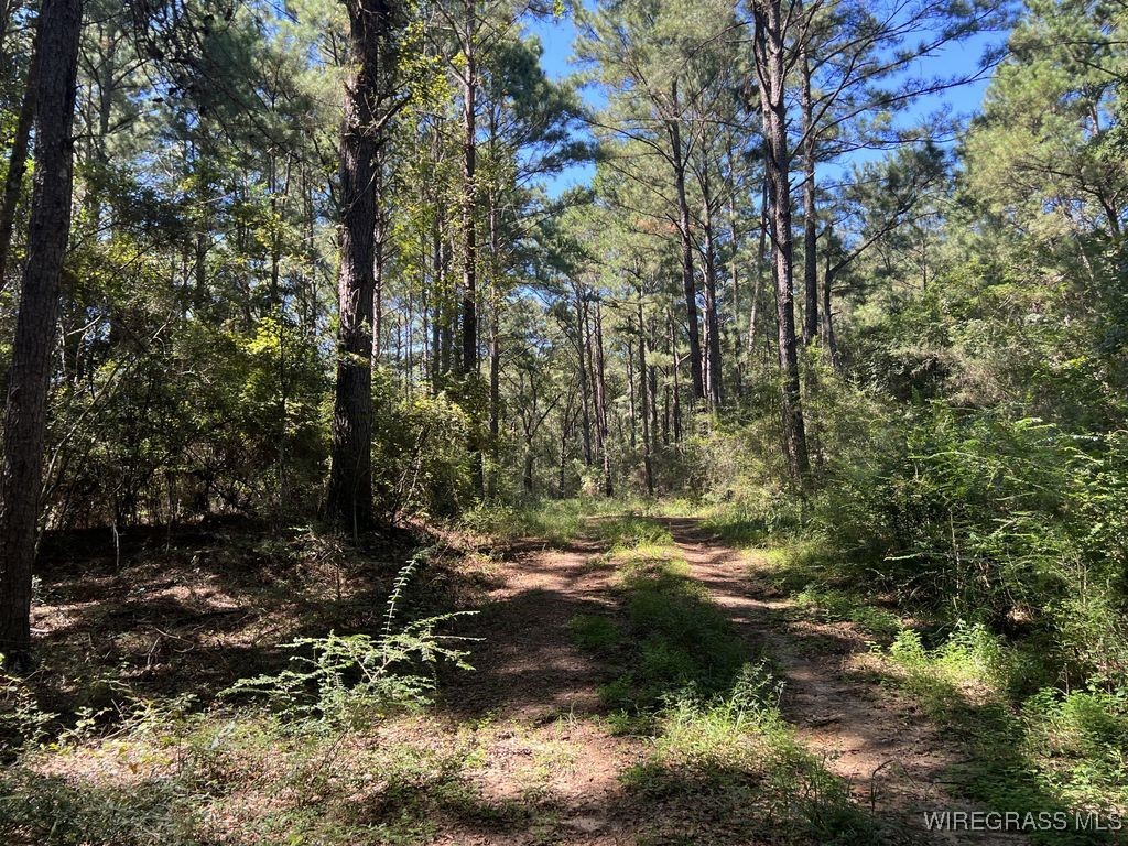 Enterprise, Alabama, 36330, United States, ,Land,For Sale,1979580