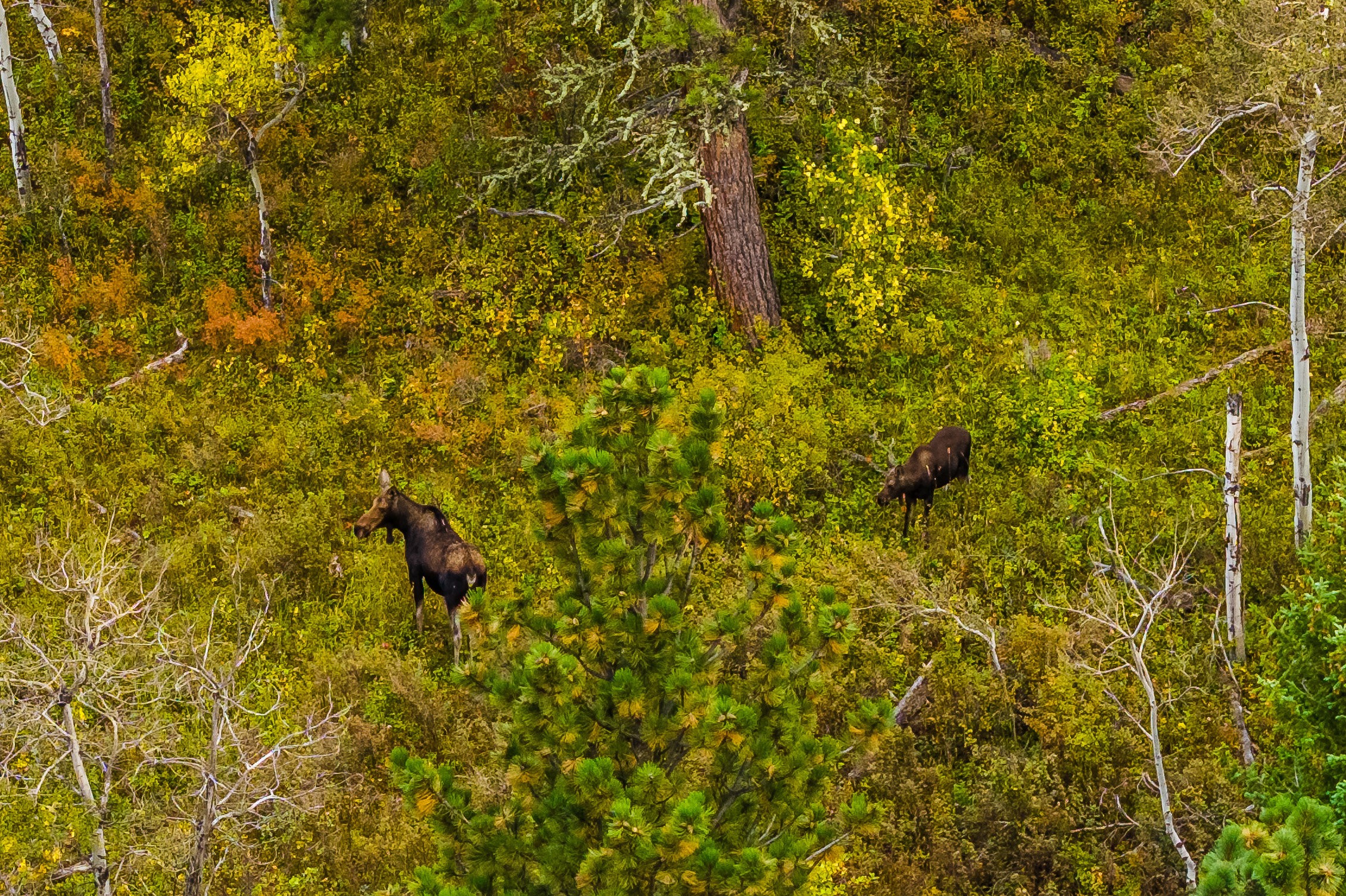 Sheridan, Wyoming, 82801, United States, ,Residential,For Sale,1980819