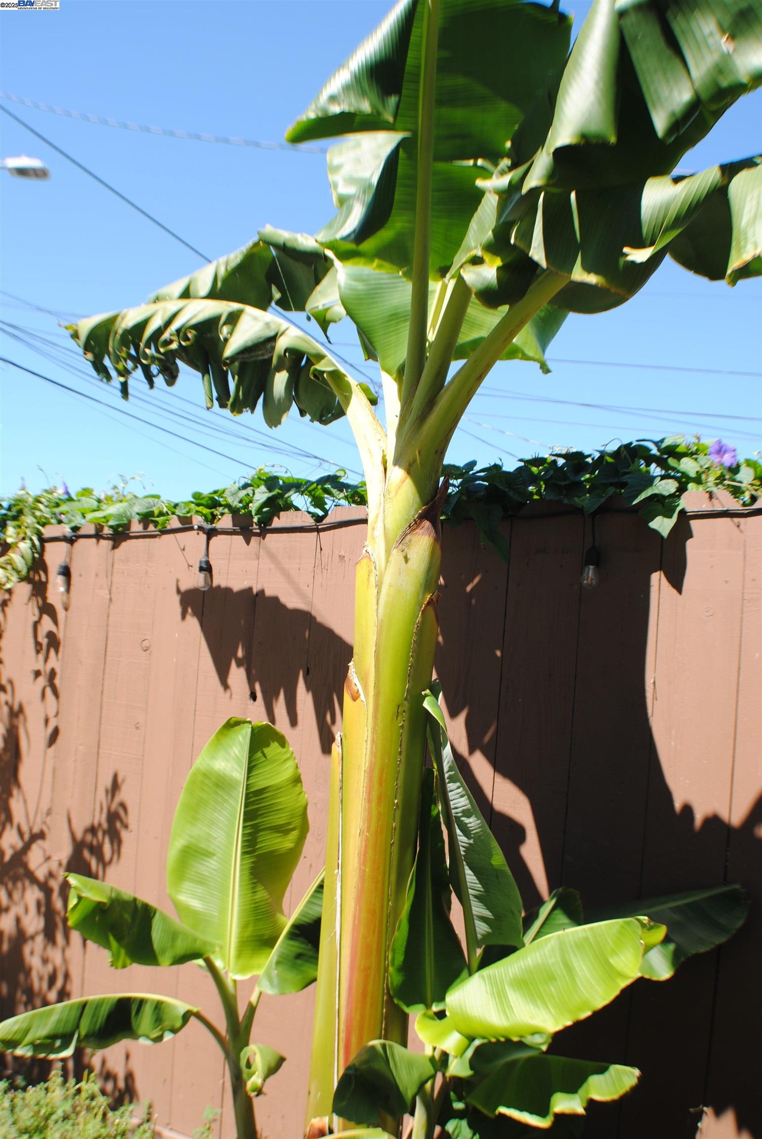 Oakland, California, 94603, United States, 3 Bedrooms Bedrooms, ,2 BathroomsBathrooms,Residential,For Sale,1991687