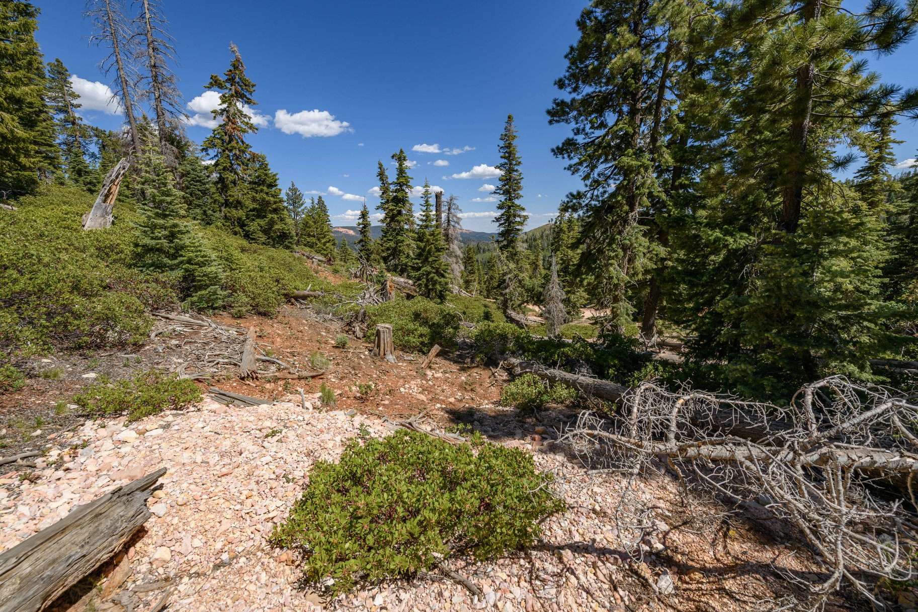  Quiet Mountain Retreat Near Navajo Lake - 物件實景