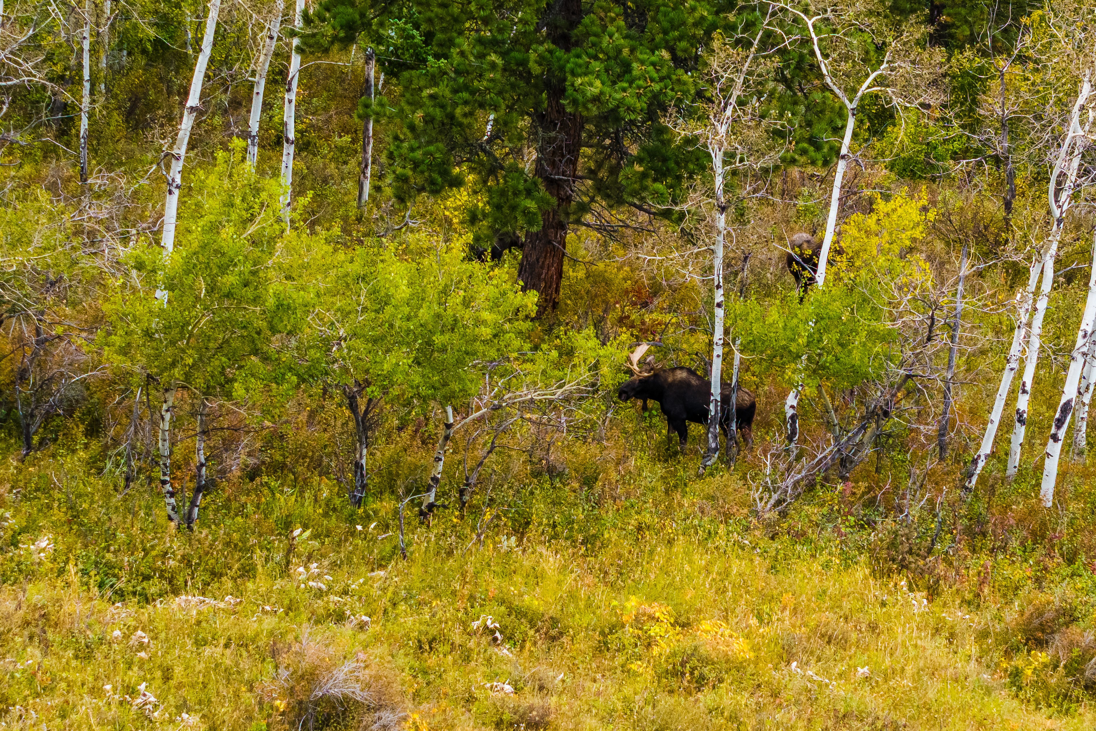 Sheridan, Wyoming, 82801, United States, ,Residential,For Sale,1980819