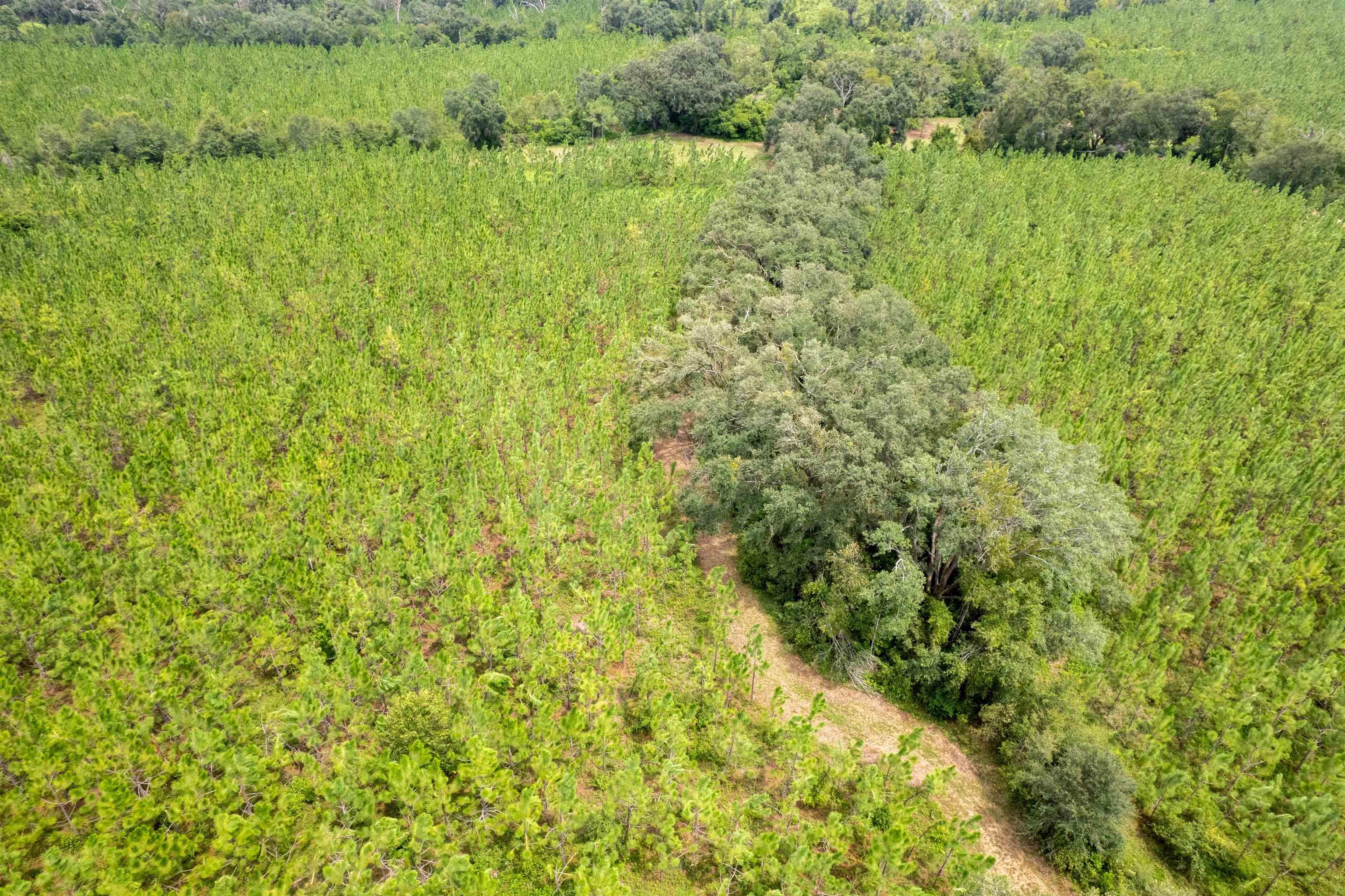 xxx Ne Geranium Street, Madison, Florida, 32340, United States, ,Land,For Sale,xxx Ne Geranium Street,1671968