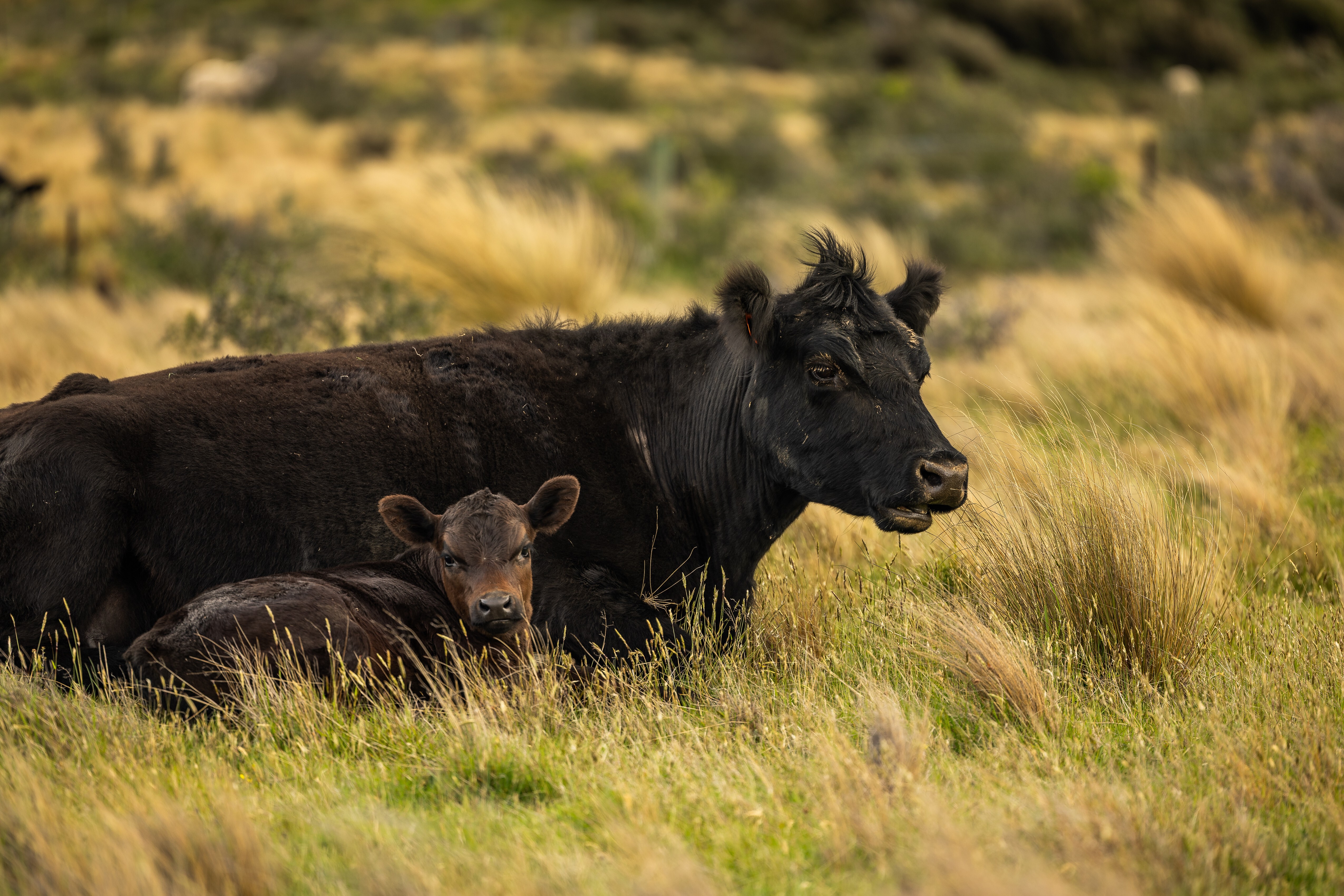 Lake Ohau Station - 物件實景