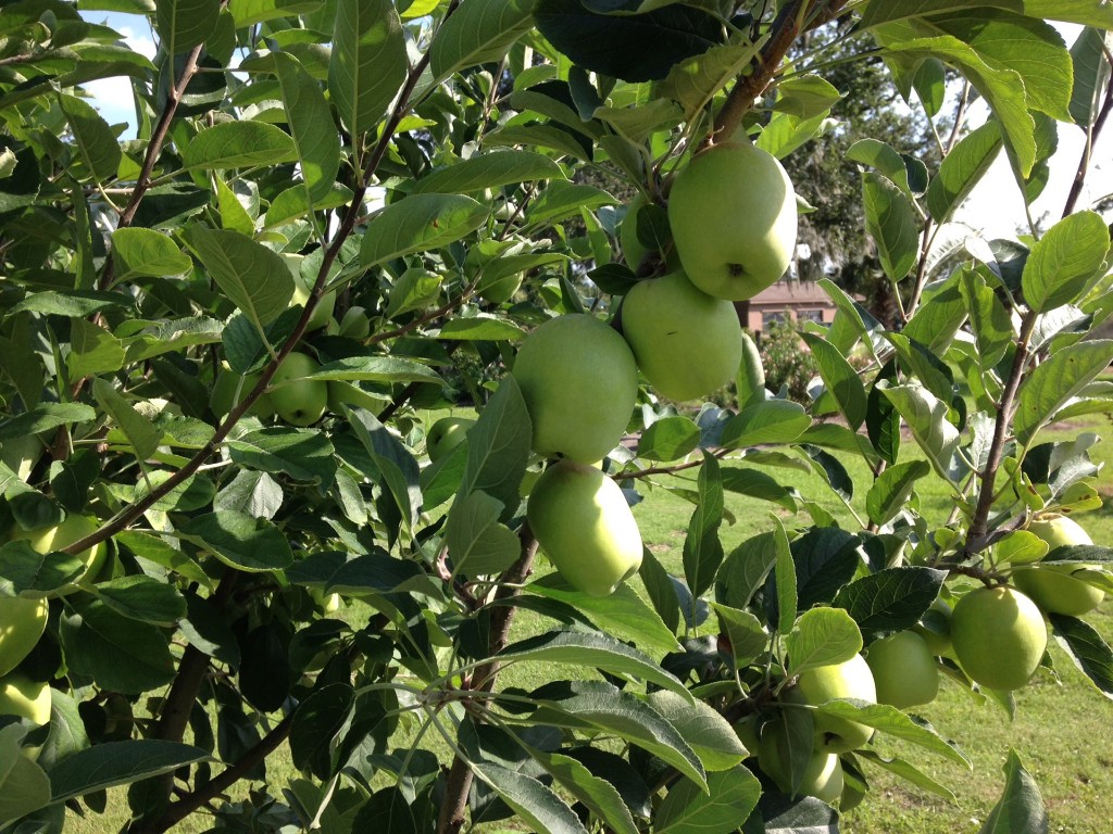 Fernandina Beach, Florida, 32034, United States, ,Land,For Sale,1974147