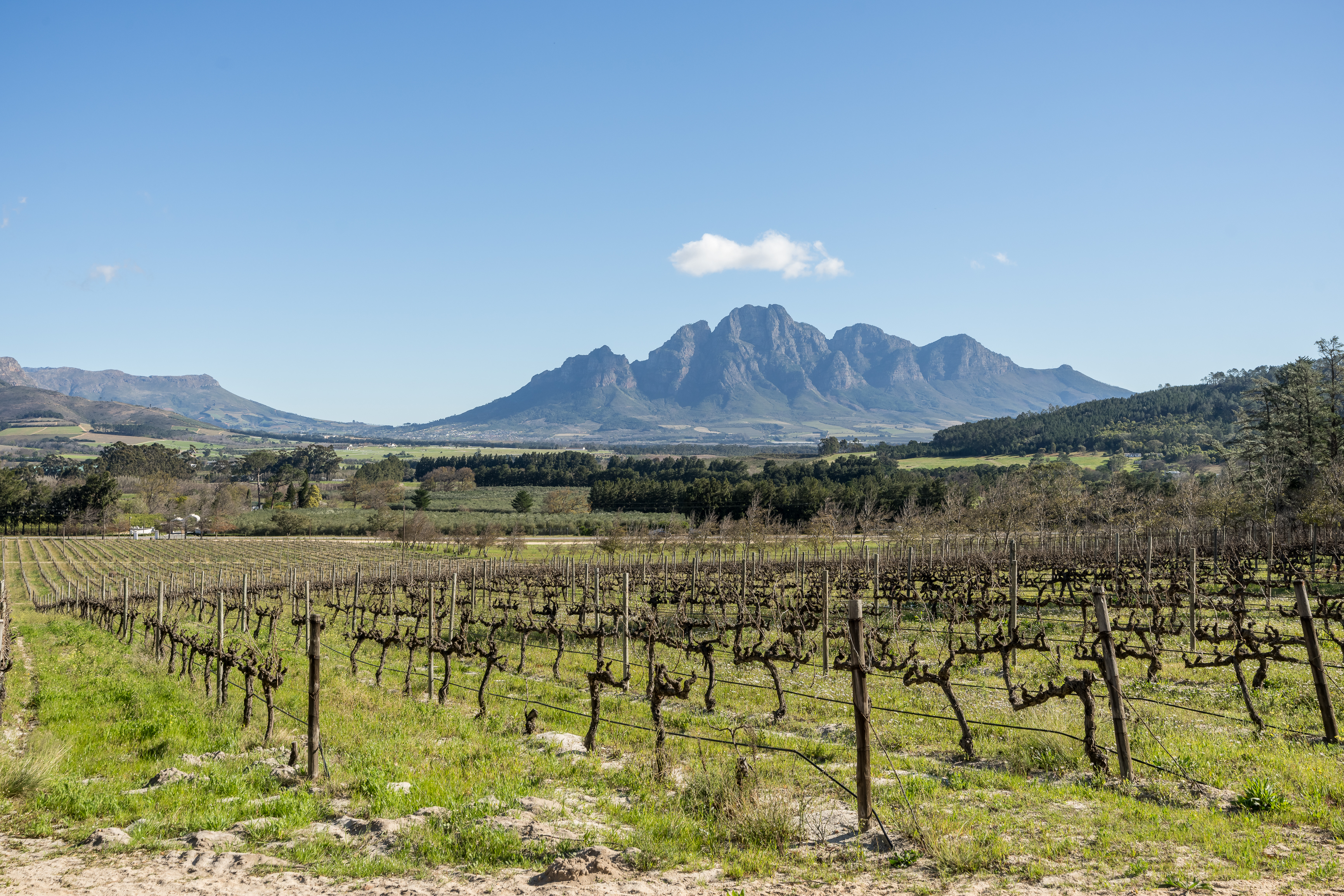 An Exceptional Boutique Wine Estate in the Heart of the Cape Winelands - 物件實景
