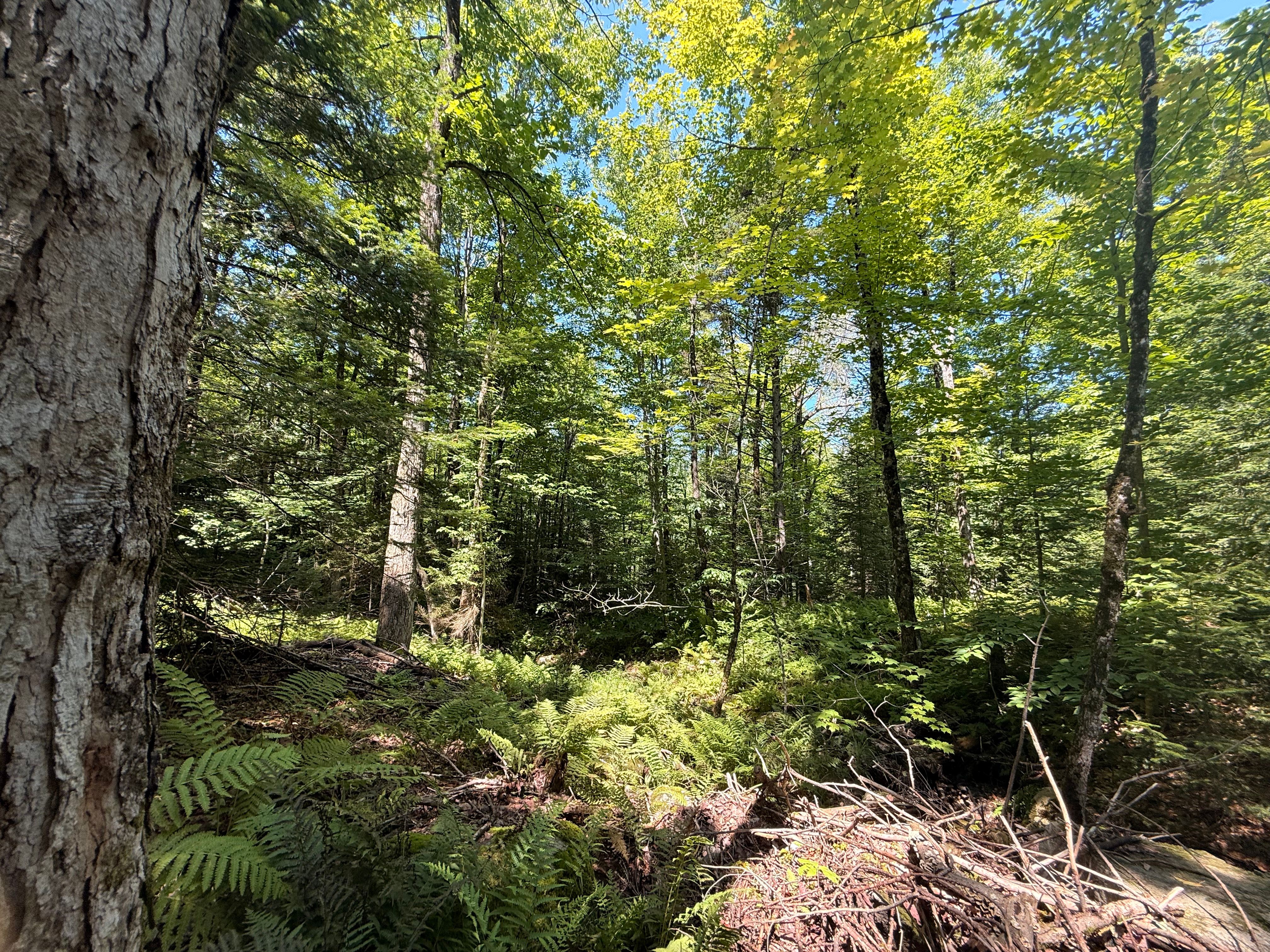  TBD Cook Road, St. Regis Falls, NY 12980 - 物件實景