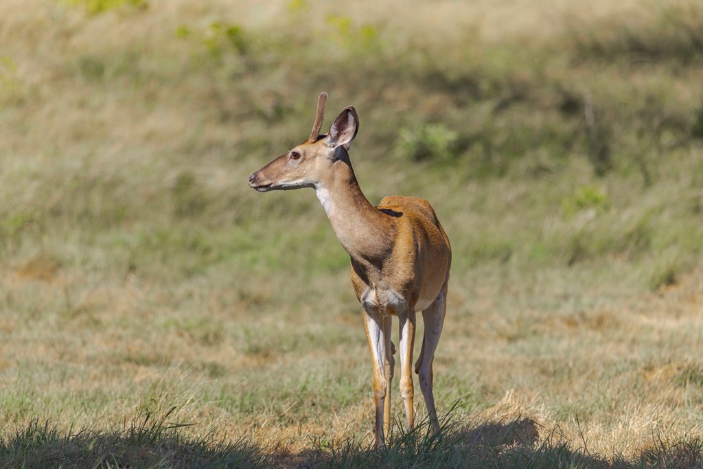 Fredericksburg, Texas, 78624, United States, ,Land,For Sale,1979796