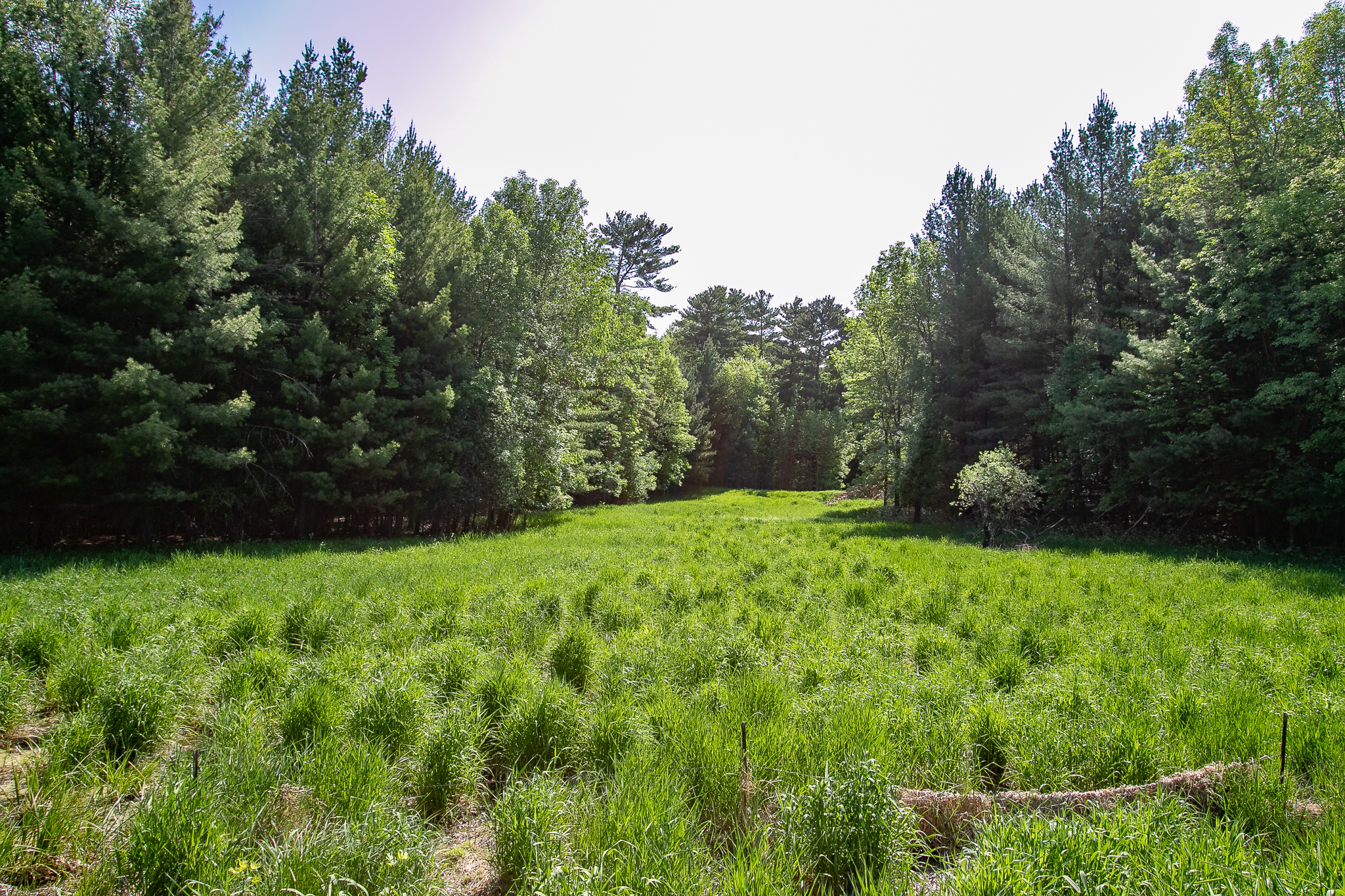 Stanchfield, Minnesota, 55080, United States, 4 Bedrooms Bedrooms, ,1 BathroomBathrooms,Residential,For Sale,2049146