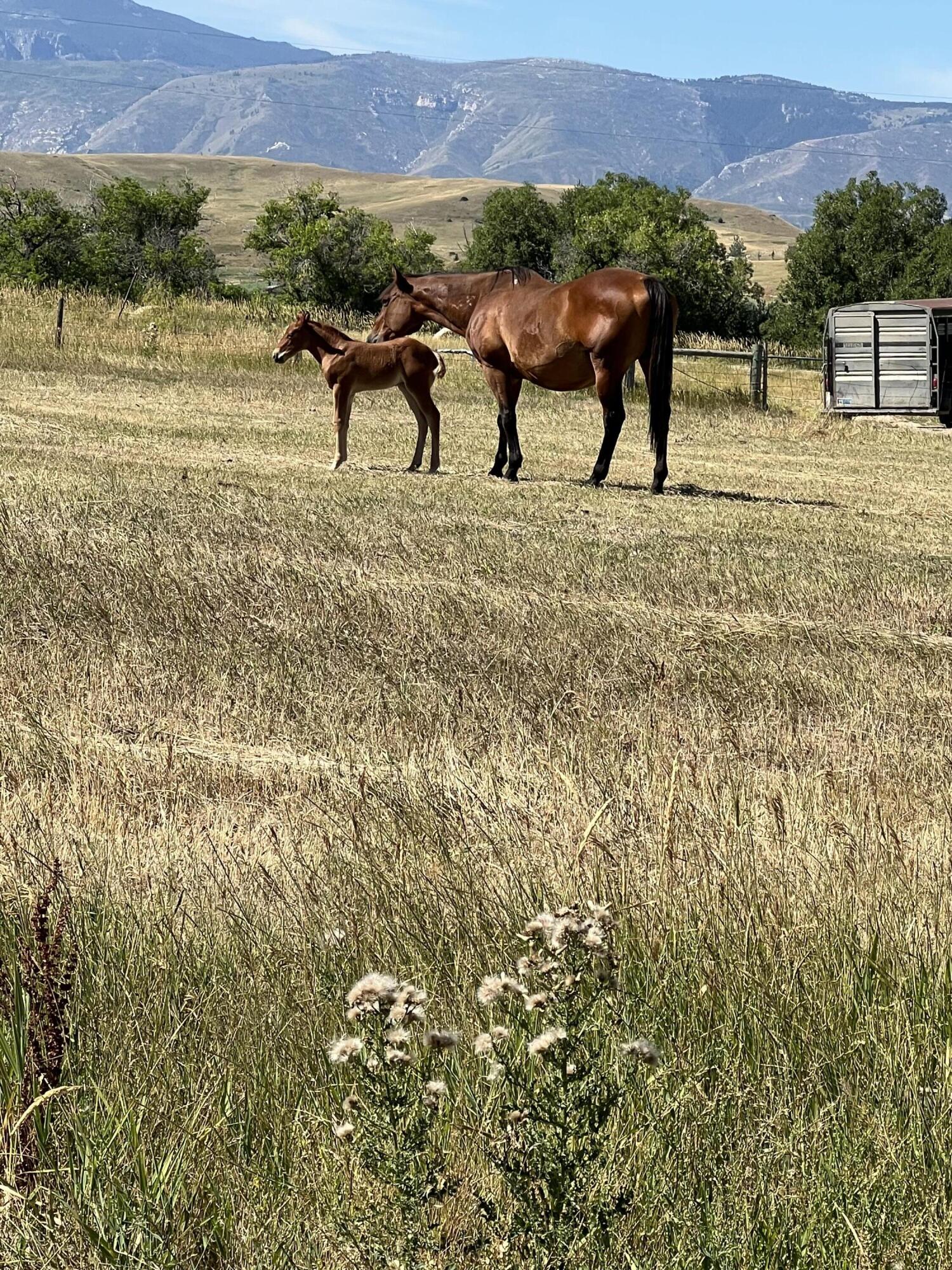 TBD HWY 87, Sheridan, Wyoming, 82801, United States, ,Land,For Sale,TBD HWY 87,1624966