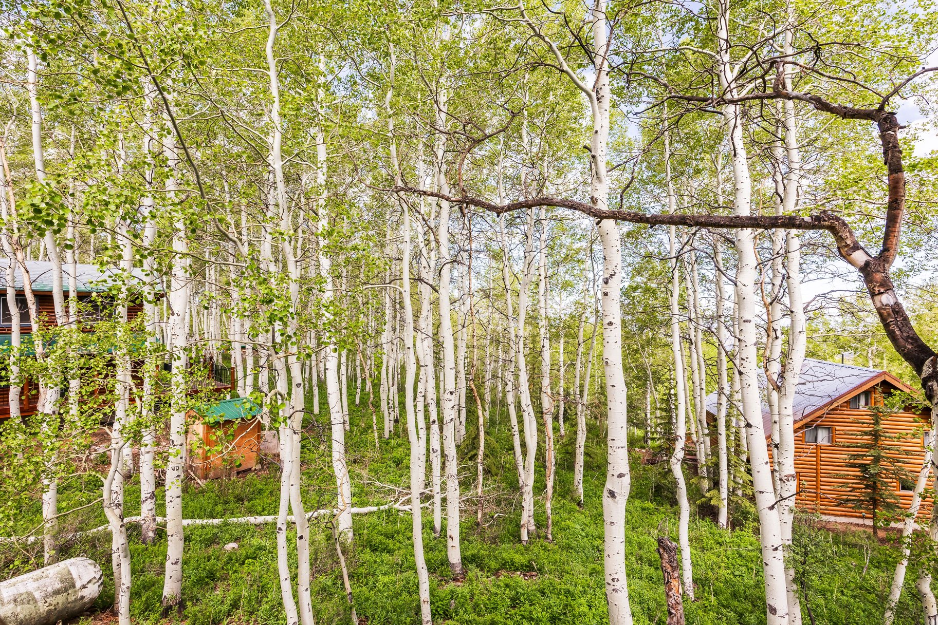  Luxury Mountain Home in the Coveted Timber Lakes Community of Heber - 物件實景