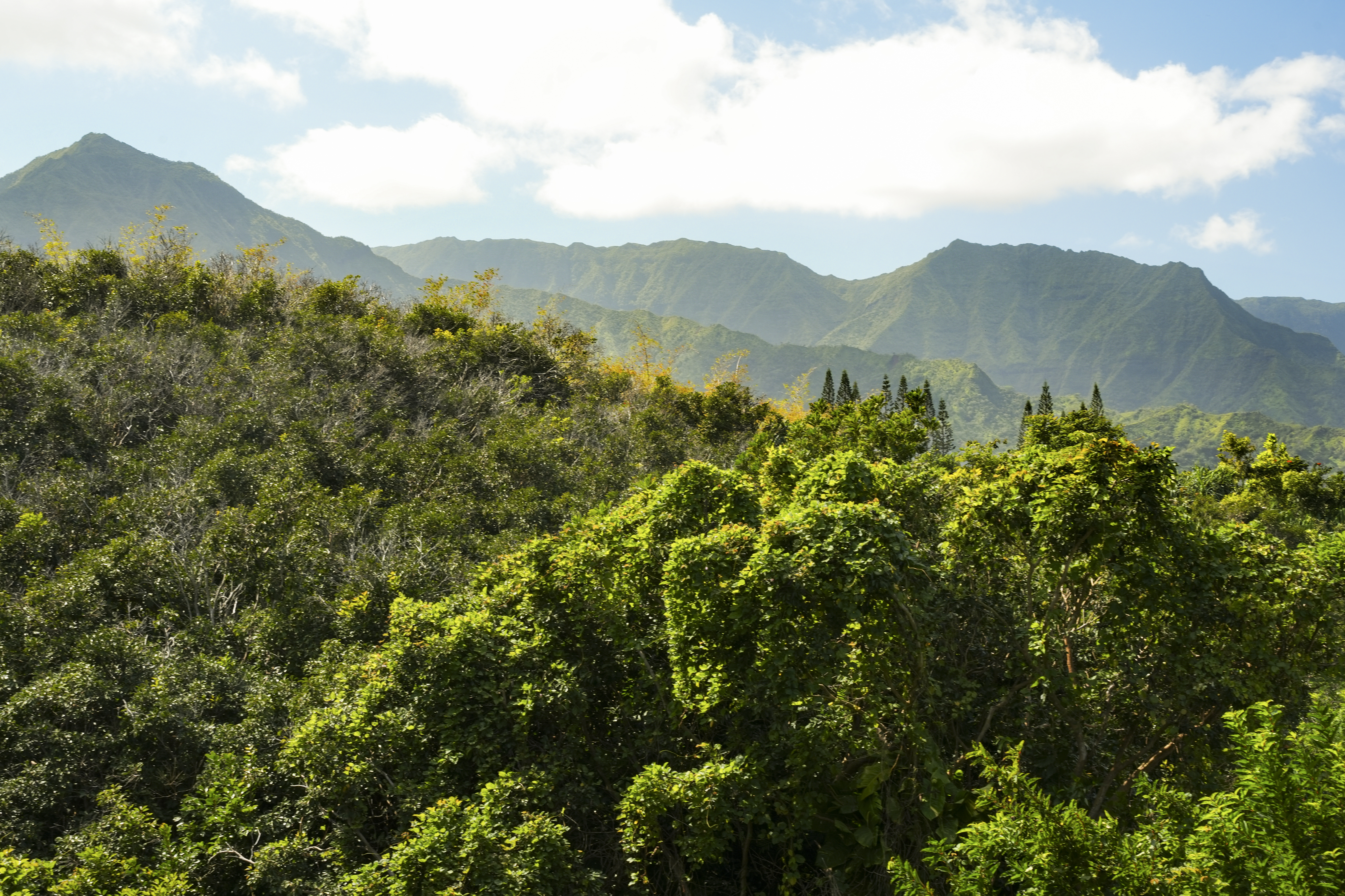  5301 Ka Haku Rd, Princeville, HI, 96722 - 物件實景