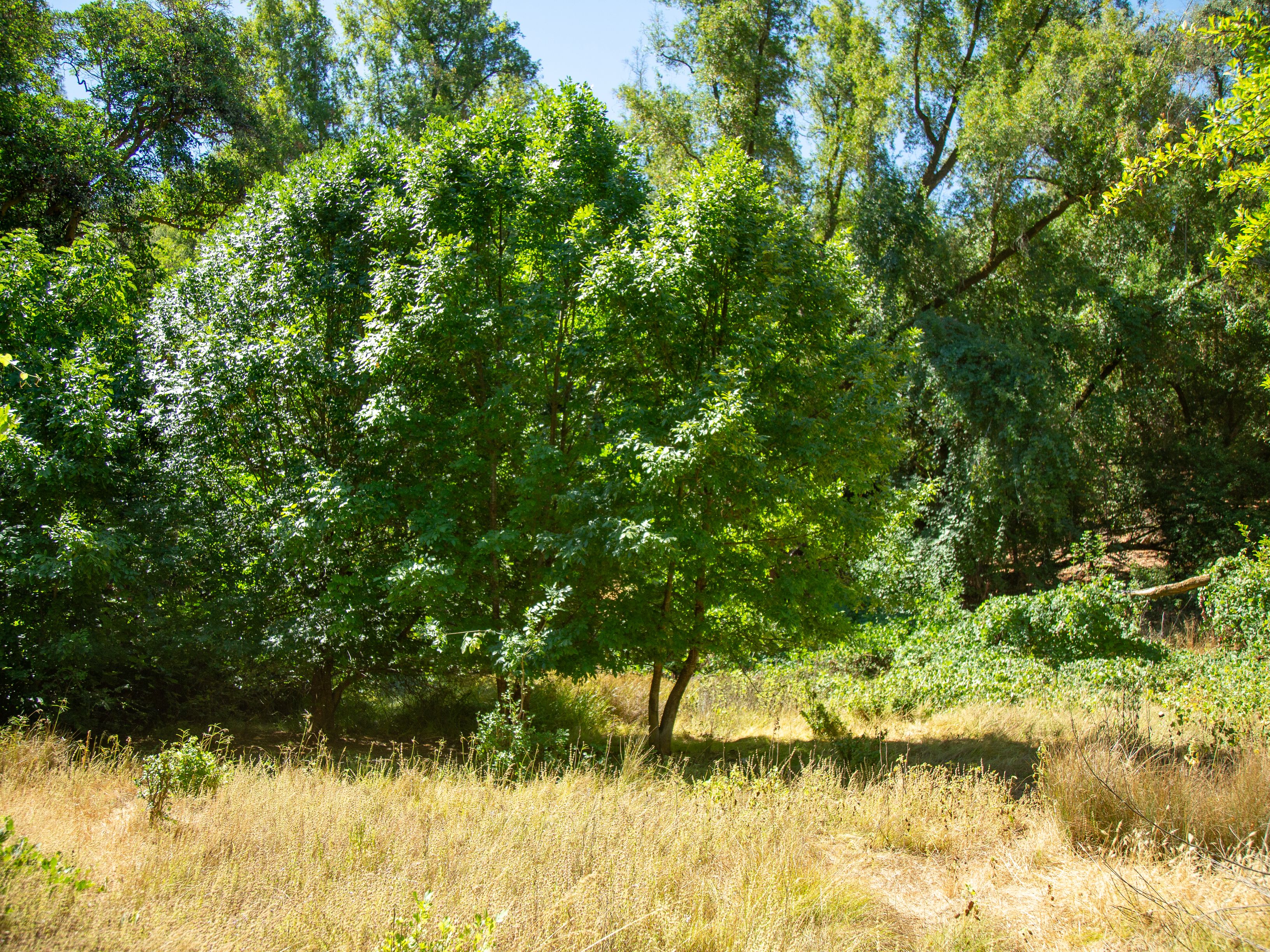  Very Rare Opportunity Alexander Valley Ranch - 物件實景