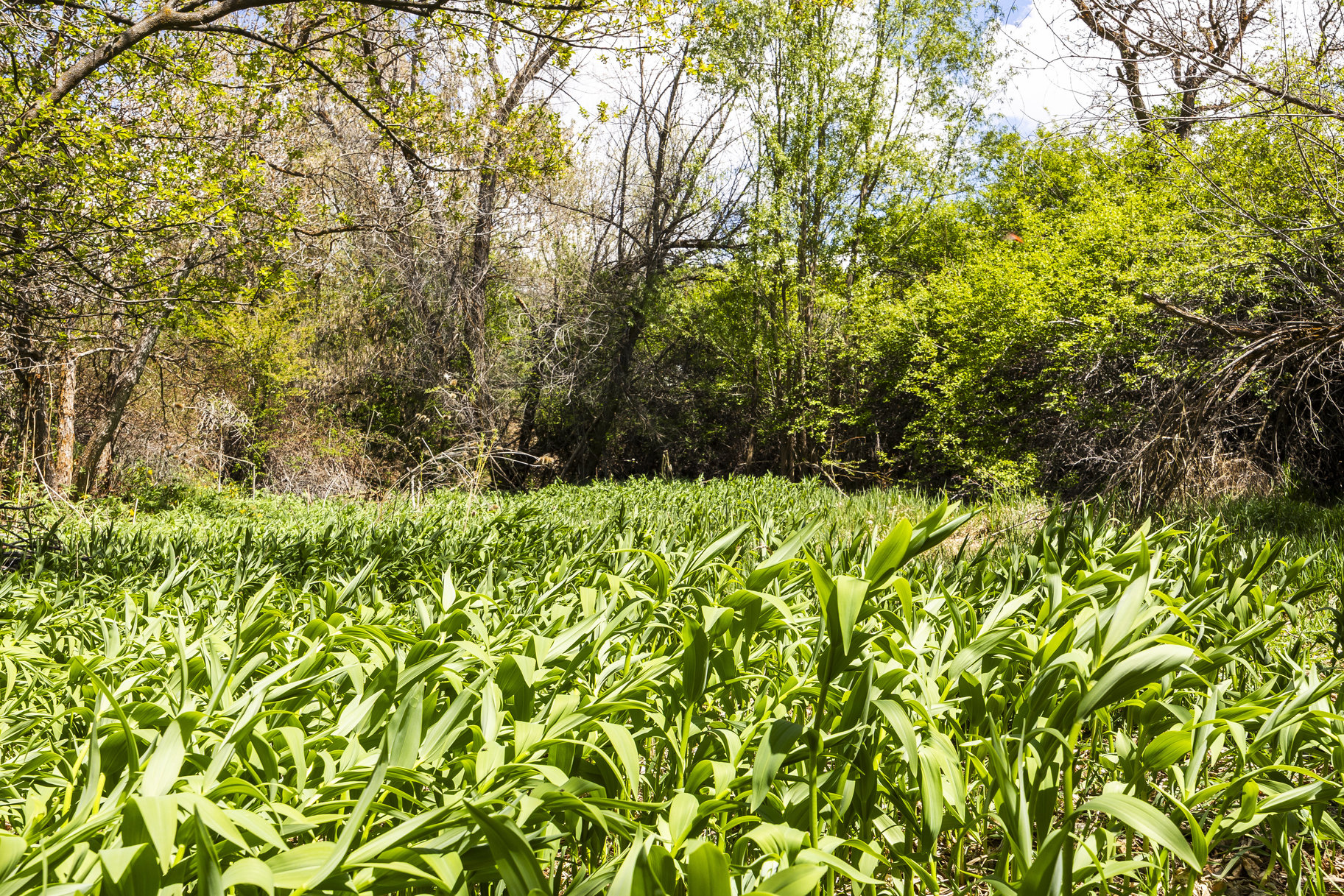 1.47 Acre Lot In East Layton With Endless Possibilities - 物件實景