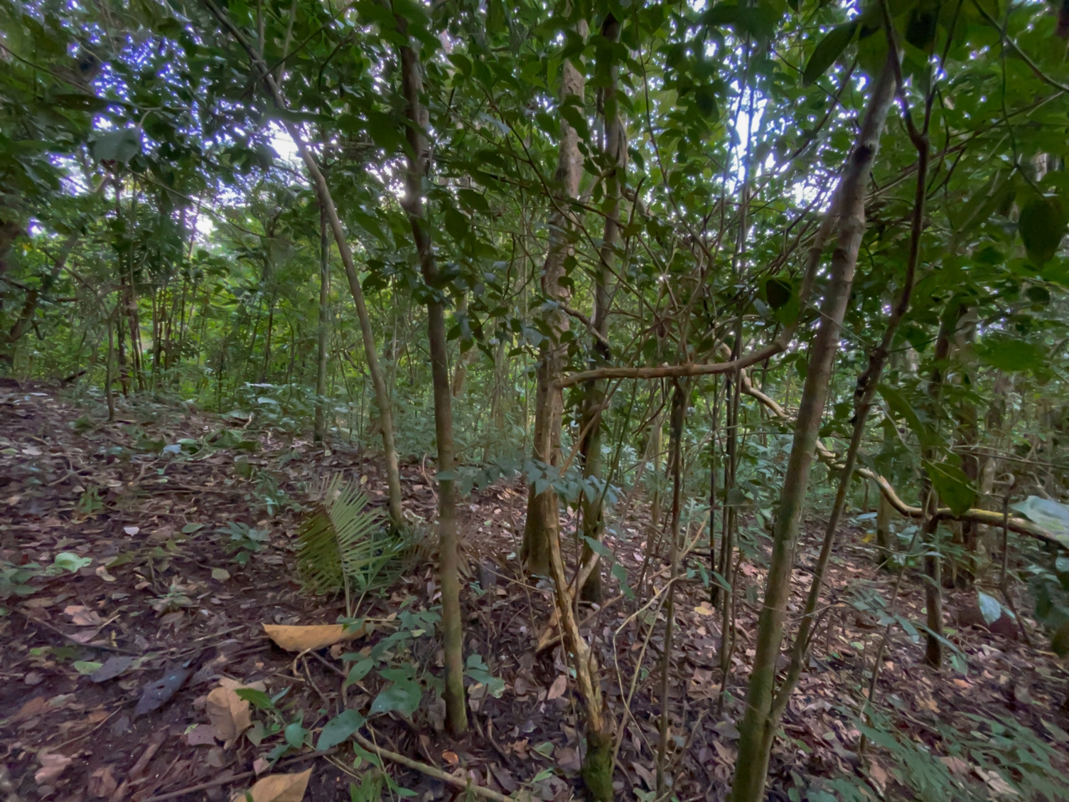 Las Delicias, Delicias, Puntarenas, CR, ,Land,For Sale,Las Delicias,1613556