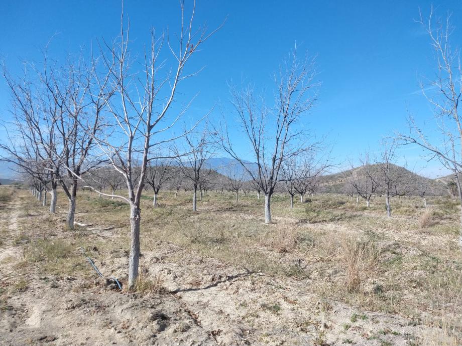 KM 3 CARRETERA PARRAS A GENERAL CEPEDA, Parras, Coahuila de Zaragoza, 27987, Mexico, 1 Bedroom Bedrooms, ,Residential,For Sale,KM 3 CARRETERA PARRAS A GENERAL CEPEDA,1472261
