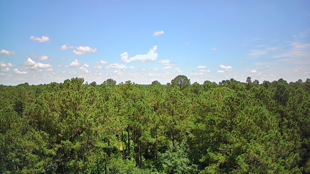 Reevesville, South Carolina, 29471, United States, ,Land,For Sale,1868815