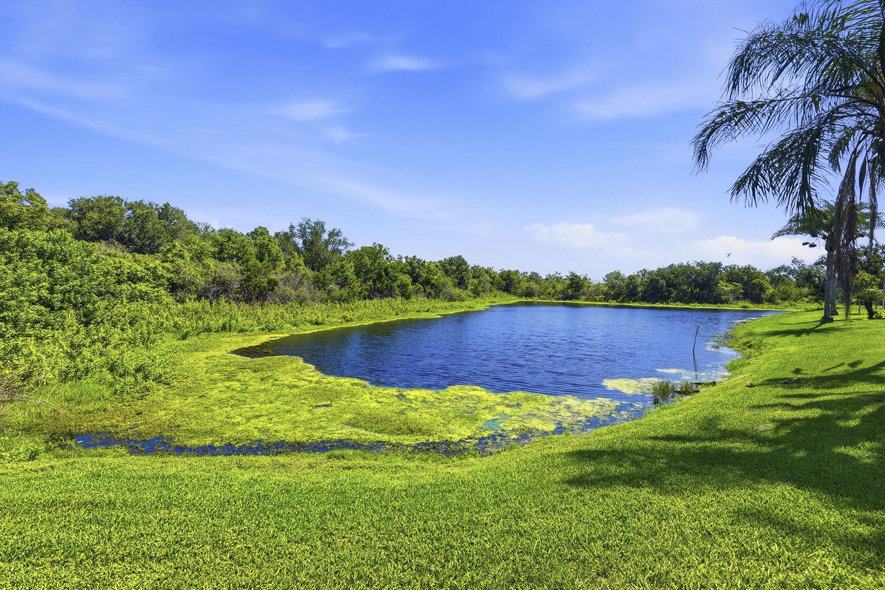  CLUBHOUSE ESTATES AT SUMMERFIELD - 物件實景