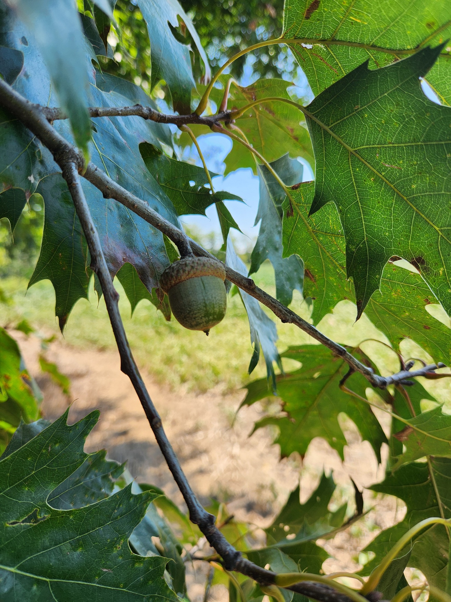 Monroe City, Missouri, 63456, United States, ,Land,For Sale,1980469