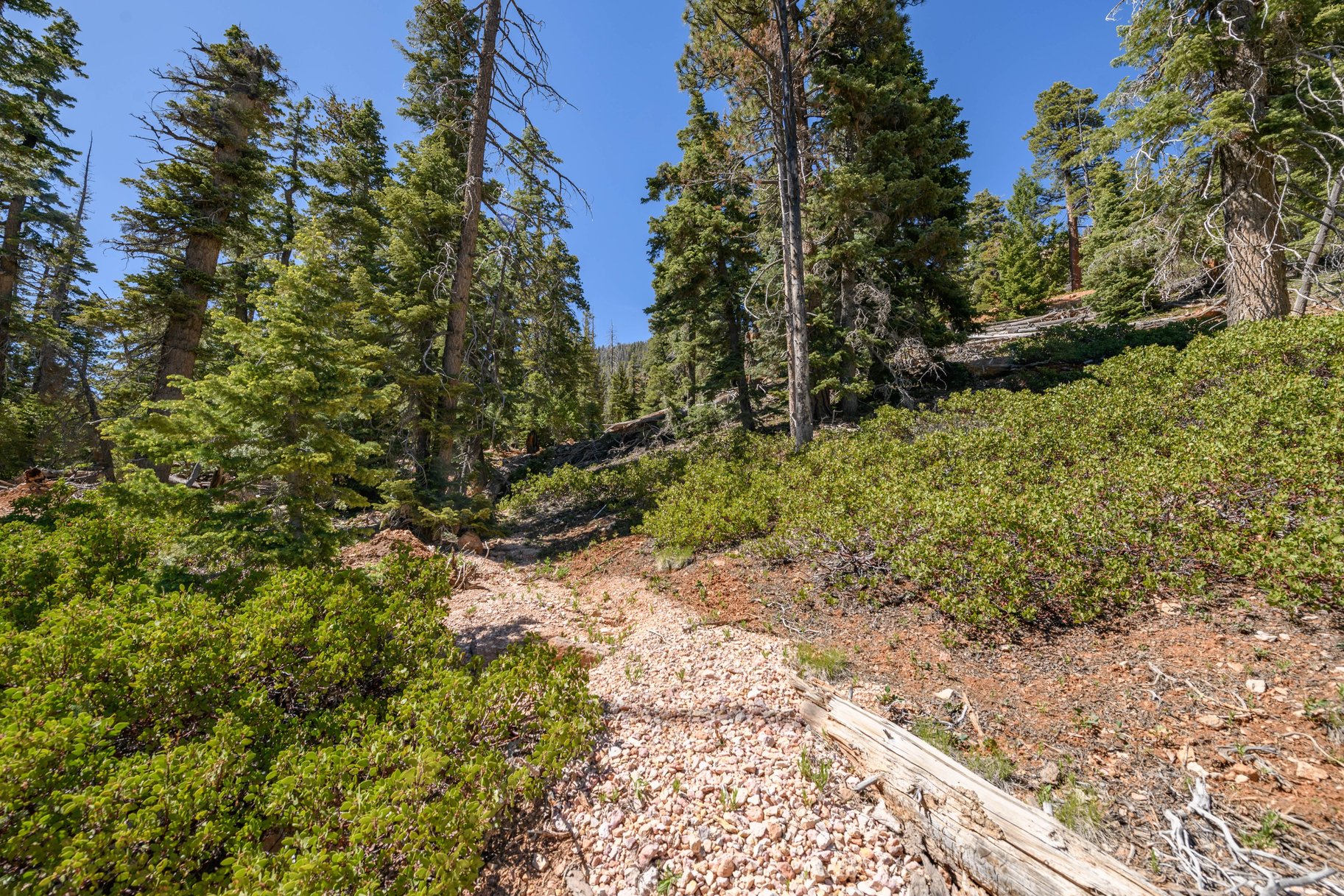  Quiet Mountain Retreat Near Navajo Lake - 物件實景