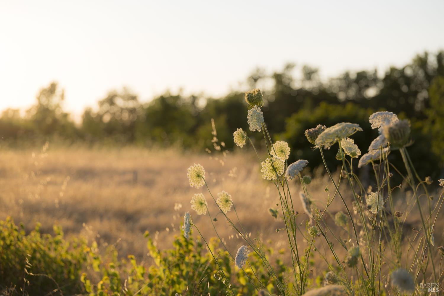 Santa Rosa, California, 95401, United States, ,Land,For Sale,1975018