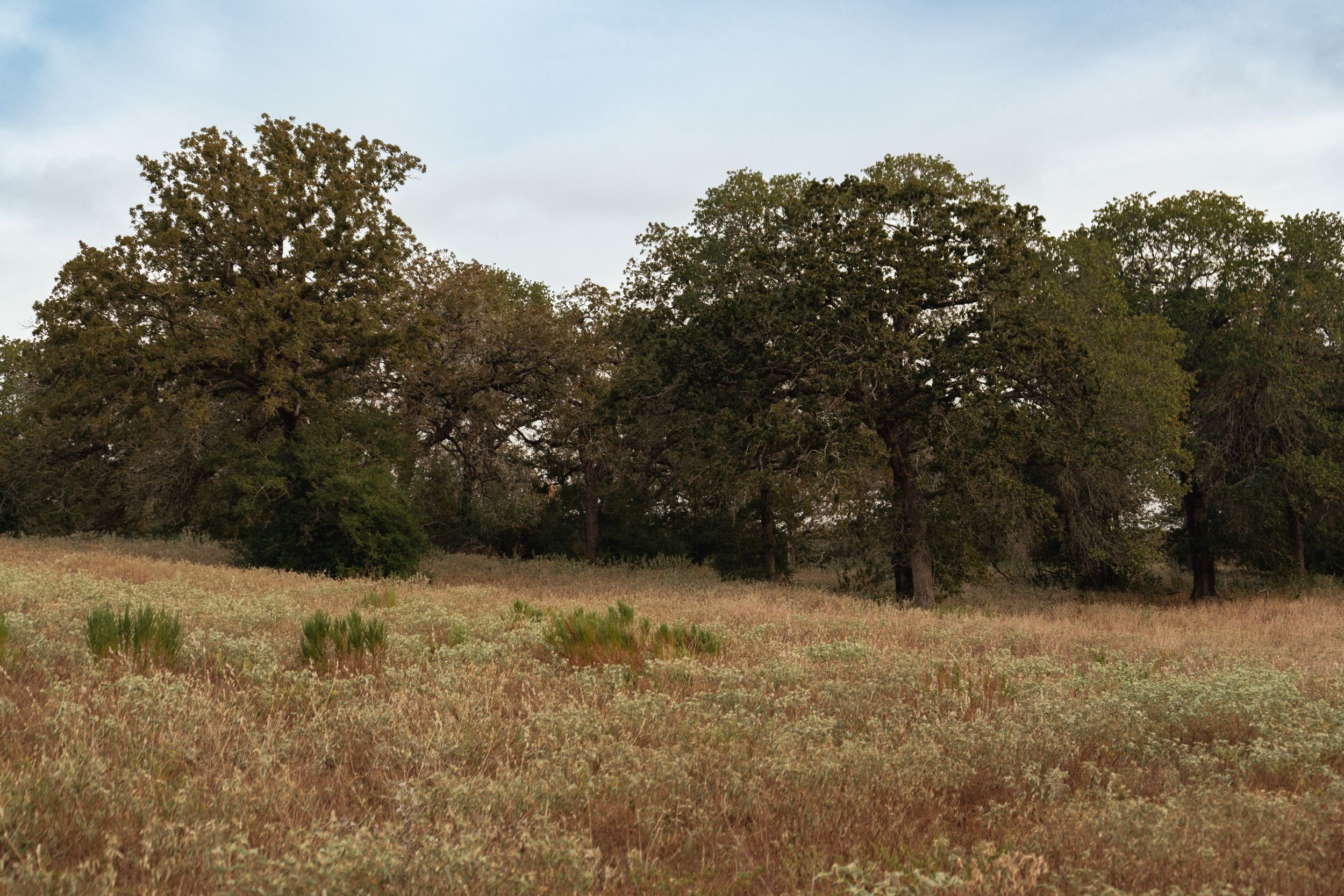  860+/- Acre PQR Ranch in Gonzales County - 物件實景
