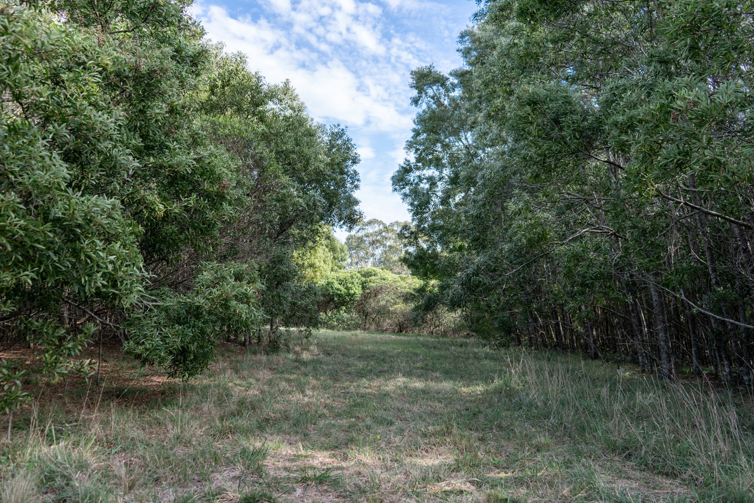  Farm in Las Vertientes, Punta Ballena. - 物件實景