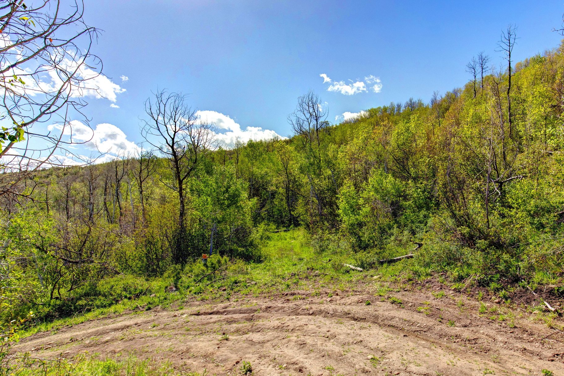 Wooded 5 acres No HOA - 物件實景