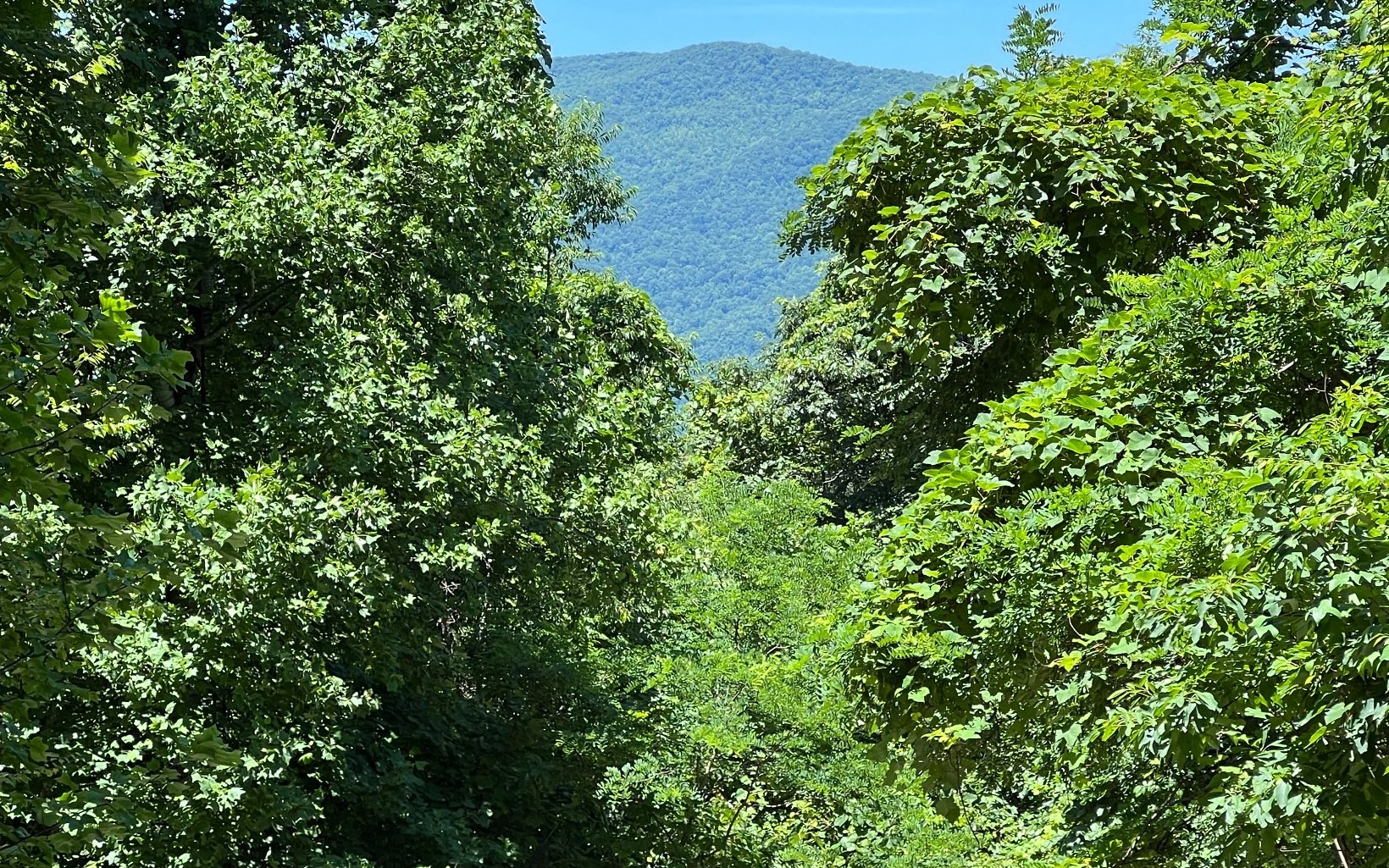101ac Lori'S Mountain, Hayesville, North Carolina, 28904, United States, ,Residential,For Sale,101ac Lori'S Mountain,1304629