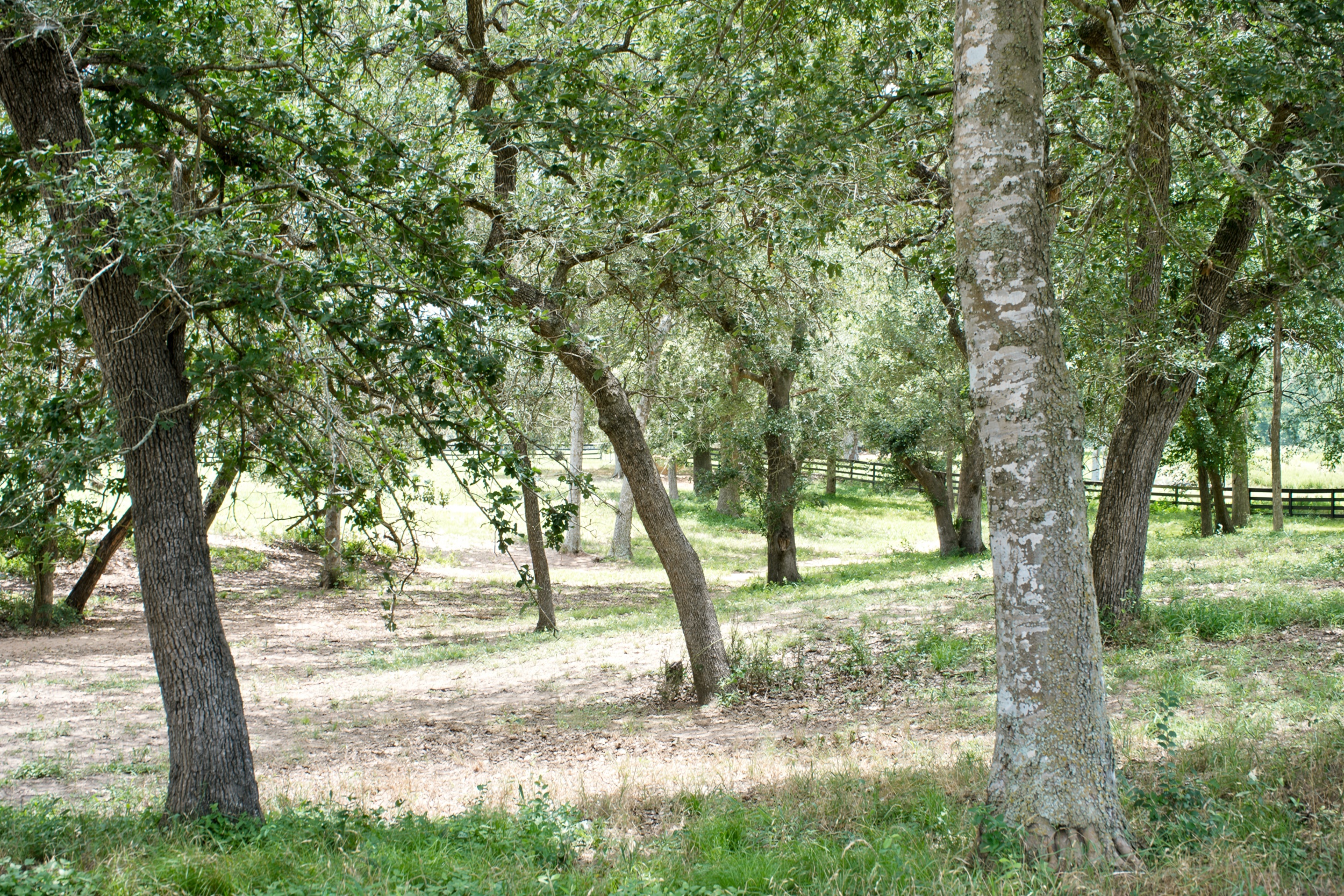  76.77 Acres, Colorado County, Weimer, TX 78962 - 物件實景