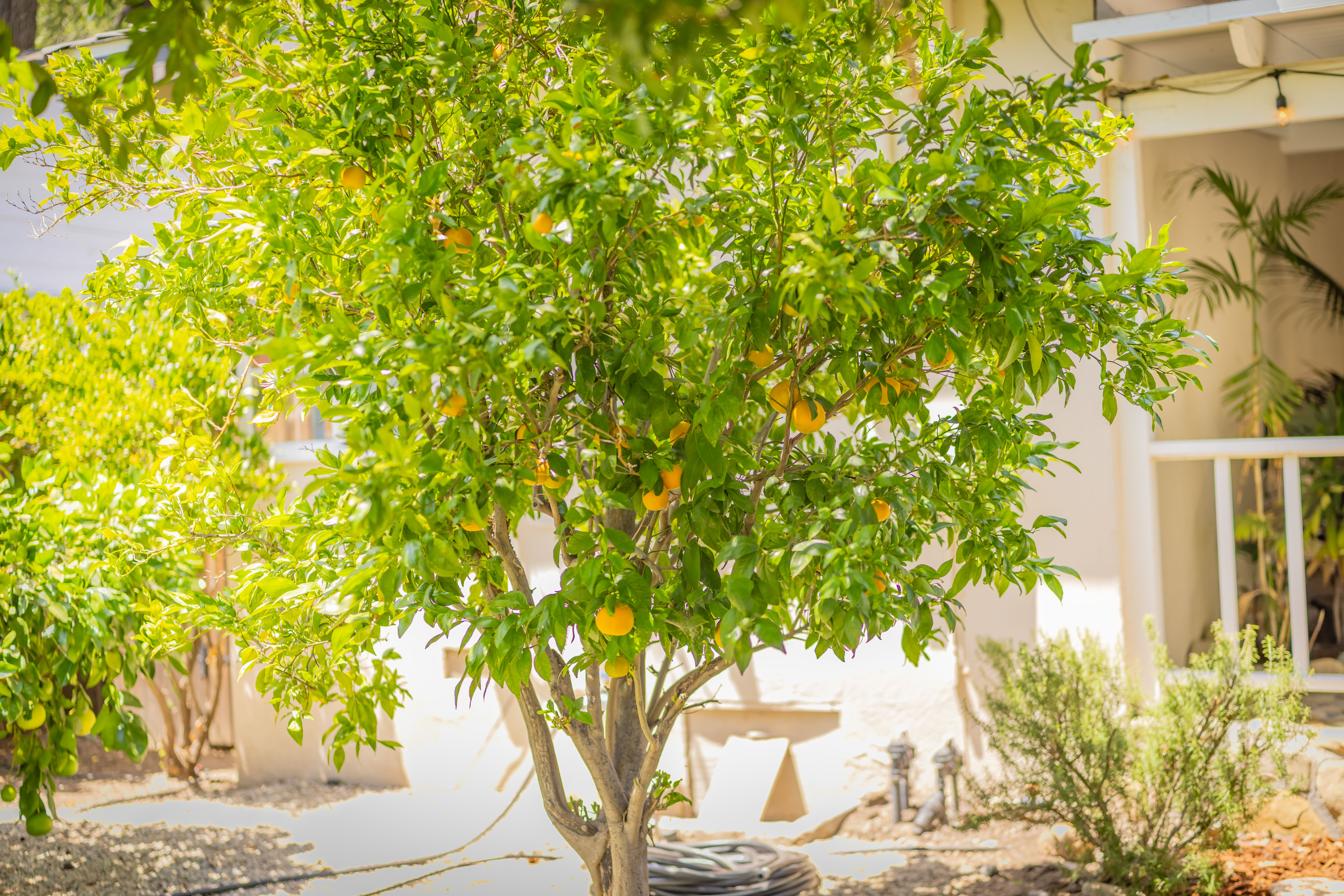  919 East Matilija Street, Ojai, CA 93023 - 物件實景