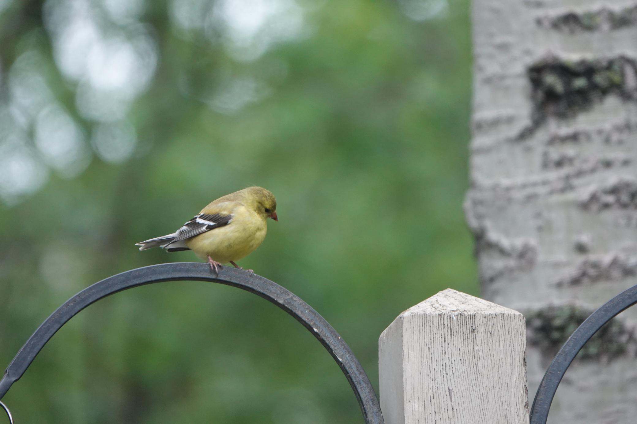Lakeville, Minnesota, 55044, United States, 4 Bedrooms Bedrooms, ,3 BathroomsBathrooms,Residential,For Sale,1963667