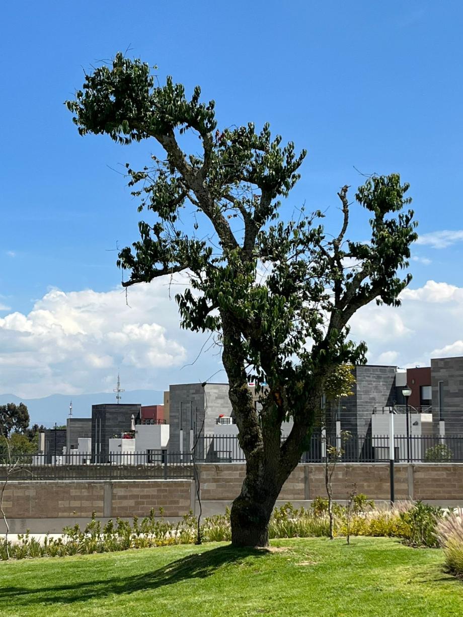 Calimaya, Estado de méxico, 52227, Mexico, 3 Bedrooms Bedrooms, ,2 BathroomsBathrooms,Residential,For Sale,2000492