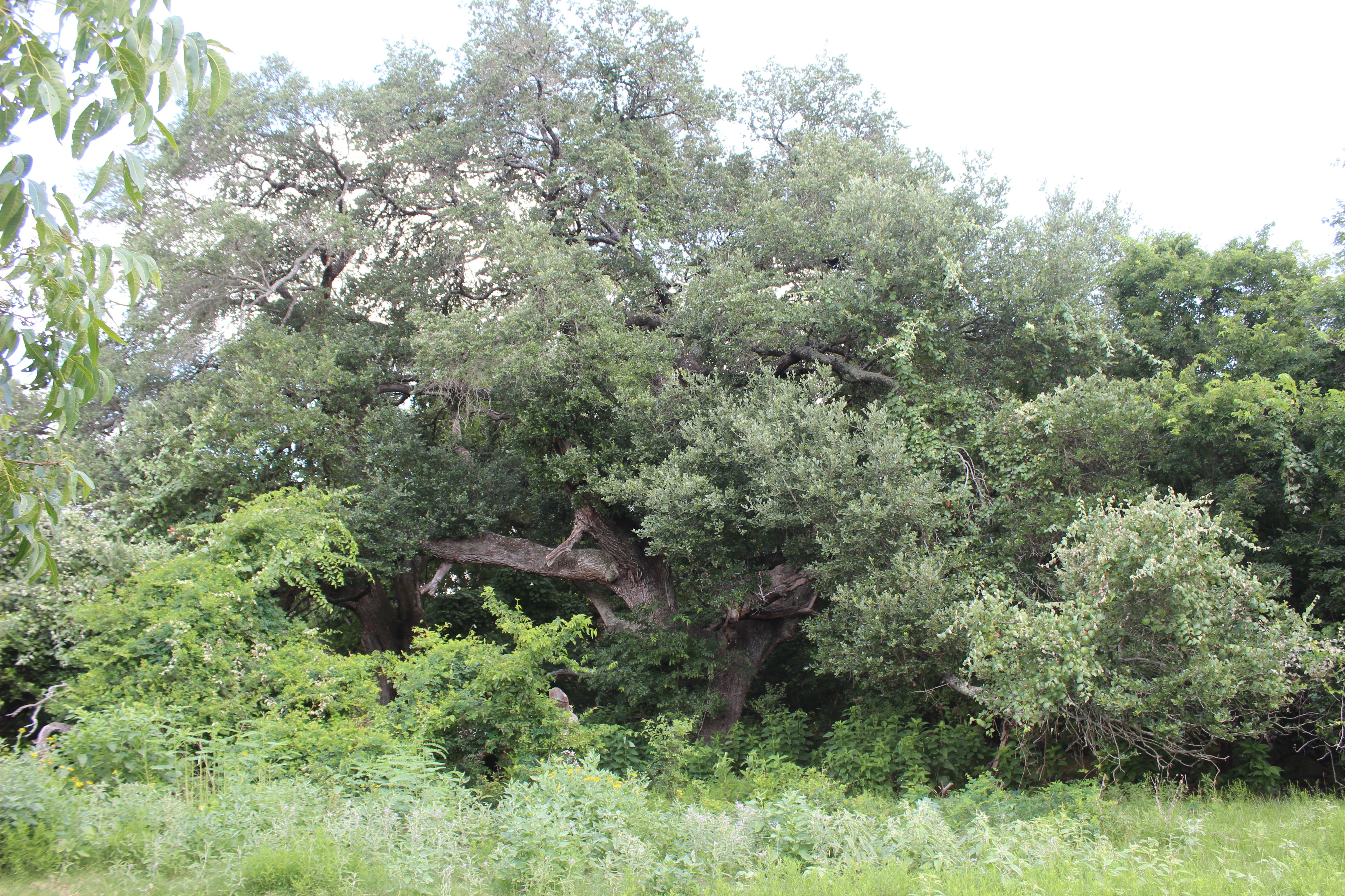  Buck Branch Ranch - 物件實景